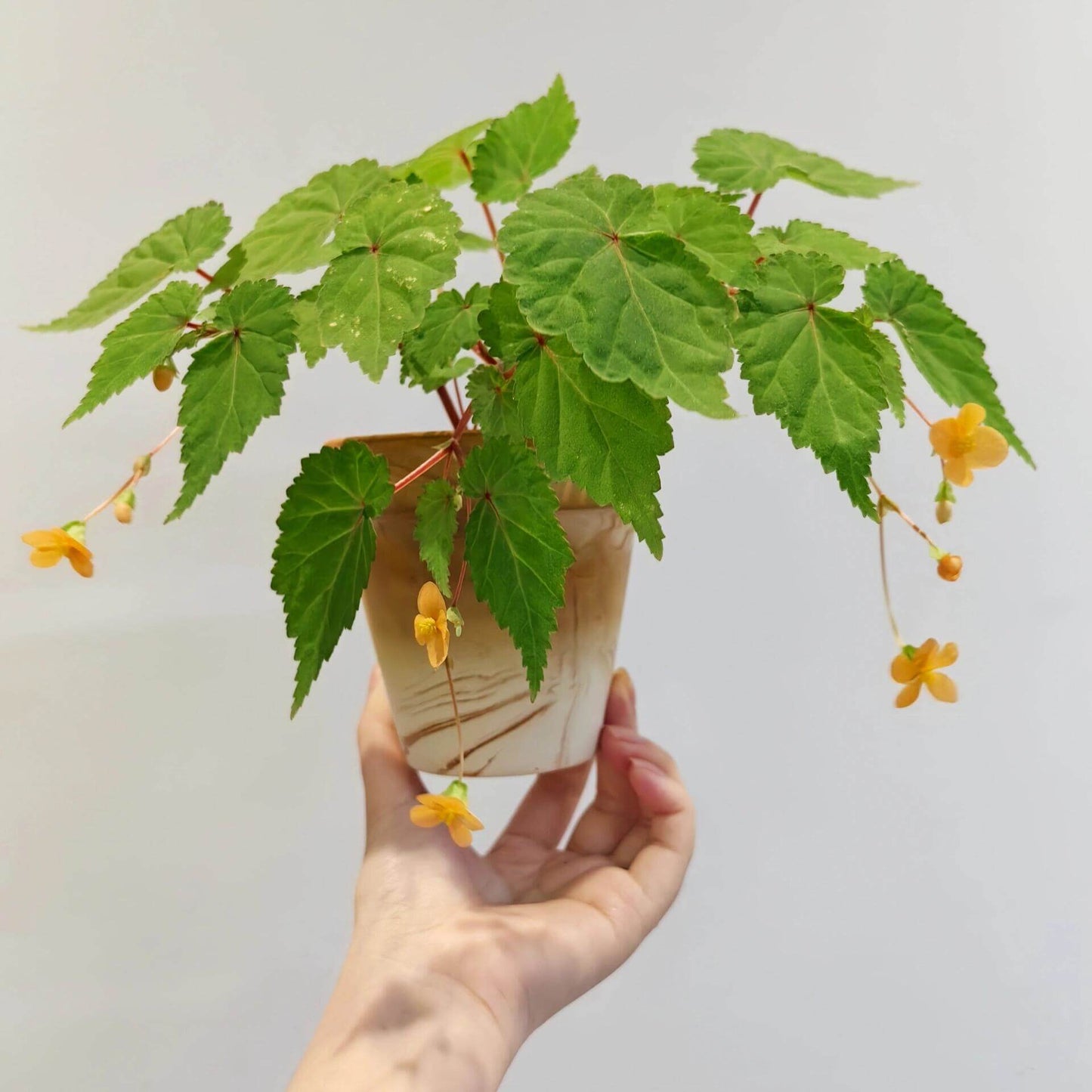 Begonia sutherlandii 'Papaya' is a tuberous perennial that produces clusters of soft orange flowers from midsummer to the first frosts. The plant typically grows to a height of 30 cm (12 inches) and has a trailing habit, making it ideal for hanging baskets or containers. The foliage is green with slight red tinges, adding to the plant's ornamental appeal. It is possibly hardy in drained soil with a good mulch, making it suitable for outdoor cultivation in milder climates.