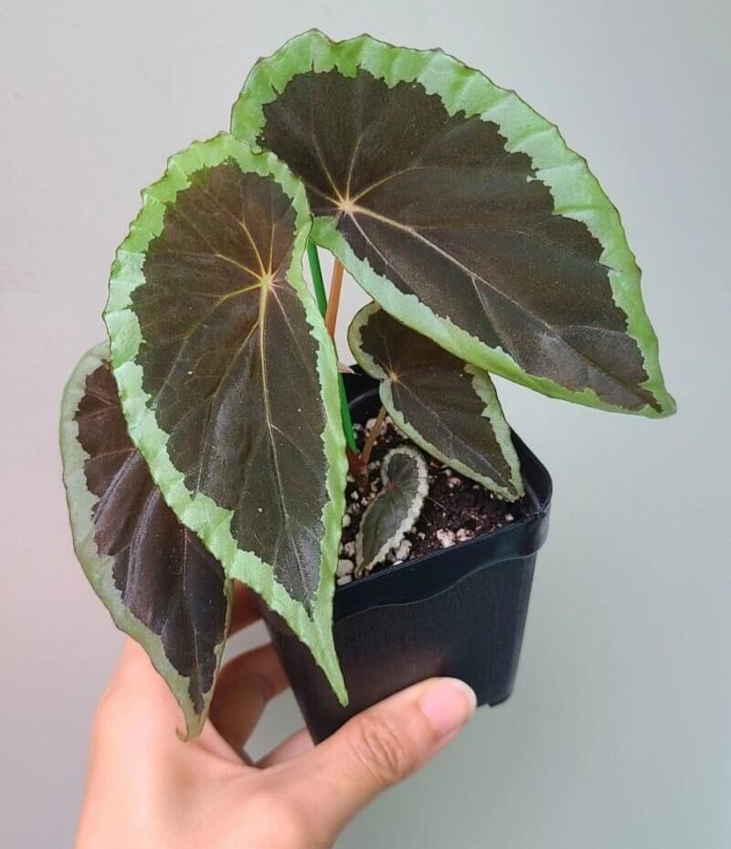 Begonia aff. baramensis is a rare species of begonia native to Borneo, primarily found in humid tropical environments. Its leaves feature a unique color pattern, with a dark green, almost black center that transitions to lighter green edges, creating a striking contrast and visually appealing effect. Due to its specific environmental requirements, Begonia aff. baramensis is best suited for greenhouse or terrarium cultivation.