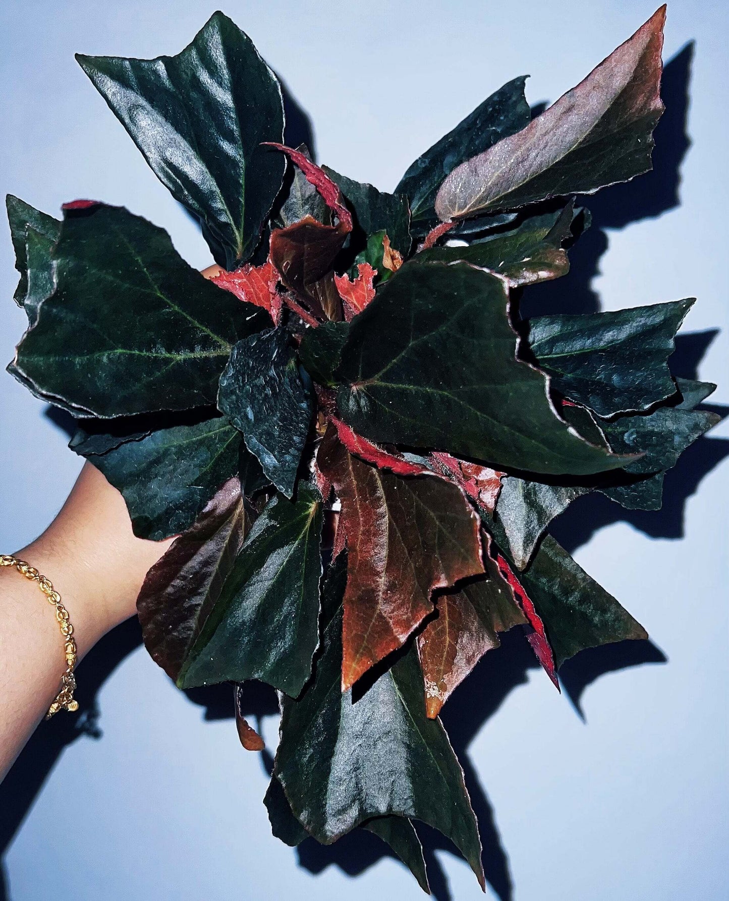 Begonia aff. blancii is a stunning begonia species closely related to Begonia blancii, native to the island of Palawan in the Philippines. While Begonia aff. blancii shares a similar appearance with Begonia blancii, it stands out with its distinctive jagged leaf edges. Unlike the rounded leaf margins of Begonia blancii, Begonia aff. blancii features irregular, serrated edges, adding a unique texture to its striking foliage.