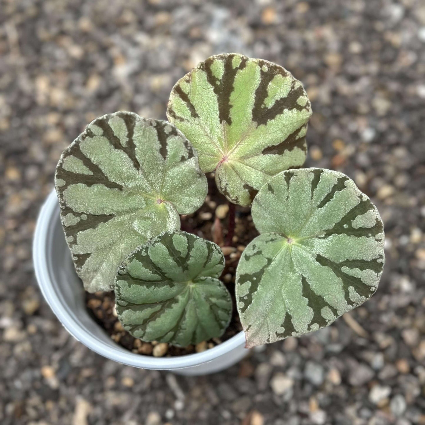 Begonia aff. pseudodryadis is a captivating variety of Begonia native to Vietnam, prized for its unique leaf pattern and striking appearance. The leaves are a beautiful mix of gray-green tones with scattered brown patches along the edges, giving this plant a delicate yet bold look. It closely resembles Begonia pseudodryadis, which is native to China, but its geographic origin and slight differences in leaf pattern make it a rare and highly sought-after variety.