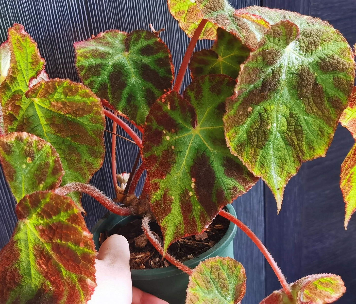 Begonia augustinei is a stunning begonia known for its bold, vibrant foliage. Its large, heart-shaped leaves feature a deep green center with striking red edges, complemented by fine red fuzzy hairs along the borders, adding texture and visual interest. These unique characteristics make Begonia augustinei a standout addition to any plant collection.