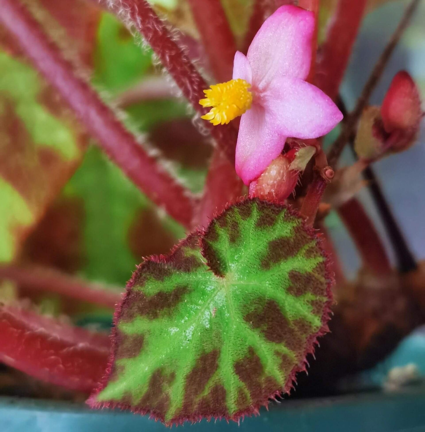 Begonia augustinei is a stunning begonia known for its bold, vibrant foliage. Its large, heart-shaped leaves feature a deep green center with striking red edges, complemented by fine red fuzzy hairs along the borders, adding texture and visual interest. These unique characteristics make Begonia augustinei a standout addition to any plant collection.