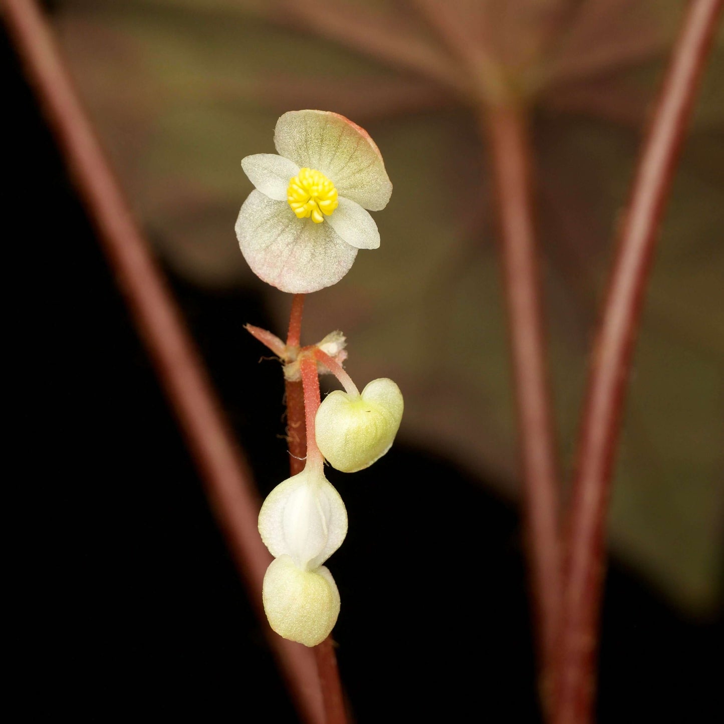 Begonia austroguangxiensis is native to Guangxi, China. Its leaves are asymmetrical and heart-shaped, with a relatively thick texture. The overall base color ranges from cool-toned silver-gray to gray-green. From the point where the petiole meets the leaf, dark green to nearly black radiating patterns extend outward, appearing natural and organic, reminiscent of ink-wash paintings or the silhouette of torn leaves.