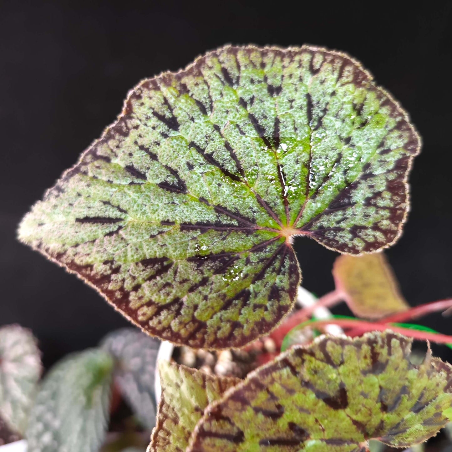 Begonia austrovietnamica is endemic to southern Vietnam, specifically Bình Thuận Province, where it grows in wet tropical biomes. It is typically found on granite rock clefts within semi-deciduous forests, rooting in soil pockets, moss, or exposed roots, at elevations of about 300–500 meters.