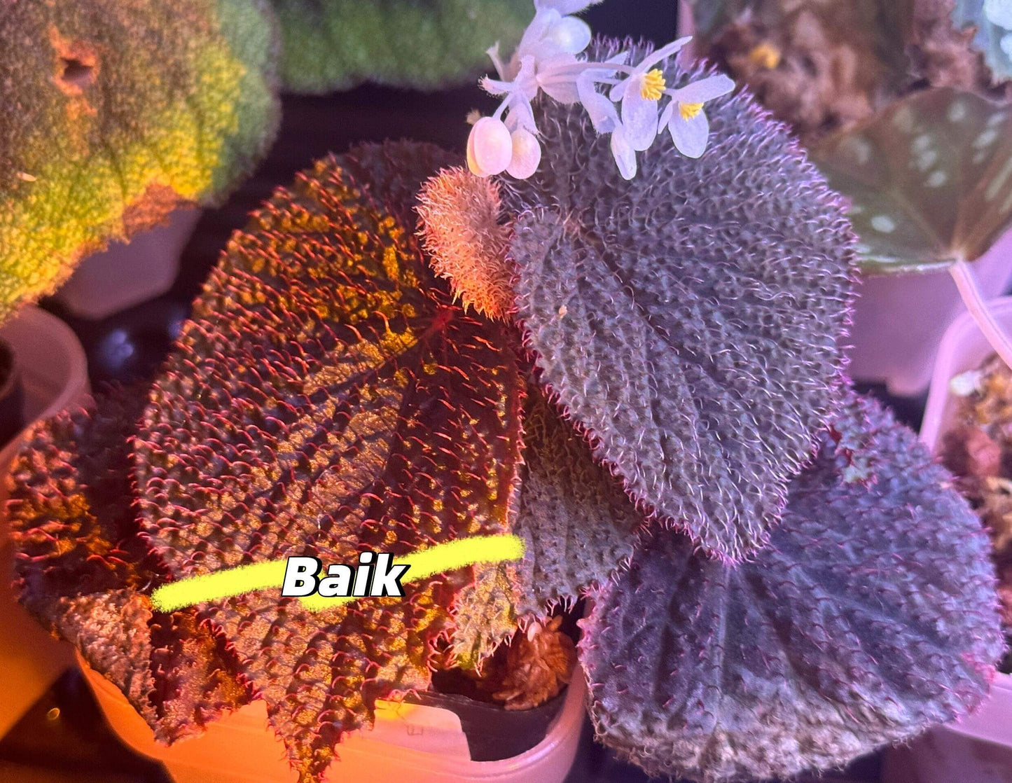 Begonia baik is a stunning species native to Borneo, known for its beautiful, velvety foliage and high humidity requirements. With dense magenta-red hairs on the undersides of its leaves, this begonia brings vibrant colors and unique textures to any collection. Perfect for experienced gardeners, Begonia baik thrives in terrariums or other humidity-controlled environments, offering an exotic and rare addition to your plant collection.