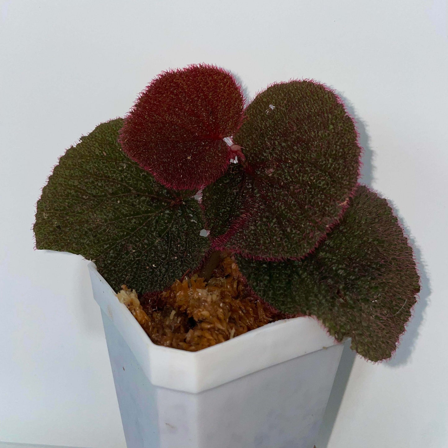 Begonia baik is a stunning species native to Borneo, known for its beautiful, velvety foliage and high humidity requirements. With dense magenta-red hairs on the undersides of its leaves, this begonia brings vibrant colors and unique textures to any collection. Perfect for experienced gardeners, Begonia baik thrives in terrariums or other humidity-controlled environments, offering an exotic and rare addition to your plant collection.