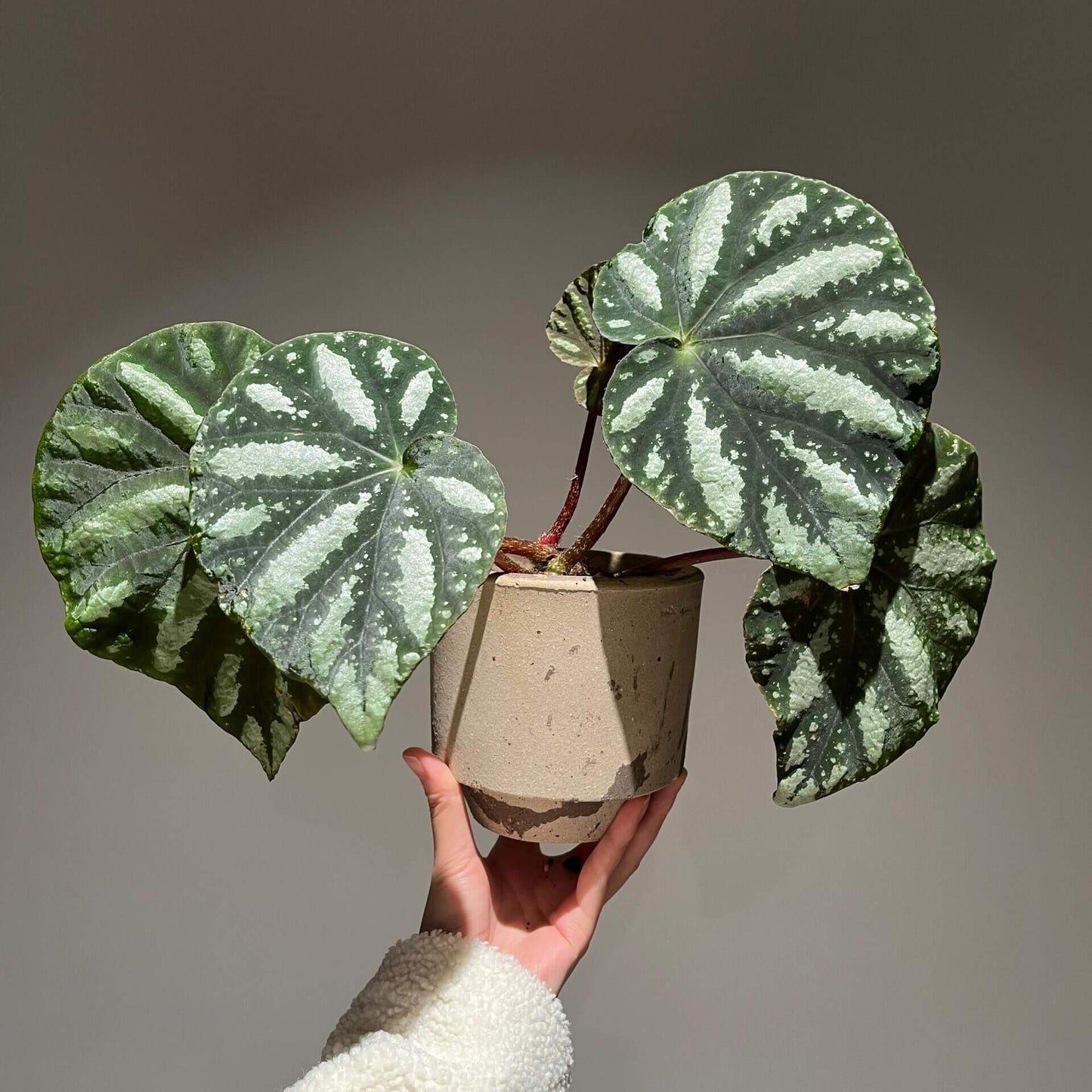 Begonia balansana is a charming Begonia species native to the mountainous regions of northern Vietnam, particularly around Mount Ba Vi. Known for its distinctive foliage and adaptability, this plant is perfect for plant collectors and enthusiasts looking to add a beautiful, unique species to their collection.