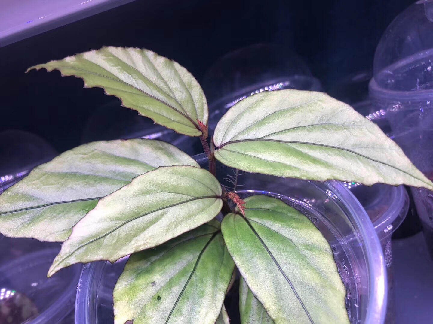 Begonia bayae is a captivating species native to the tropical rainforests of Kalimantan, Borneo. Known for its distinctive deep green leaves with striking red veins, this begonia adds a unique touch of exotic beauty to any collection. Its ability to thrive in high-humidity environments makes it perfect for terrariums or any moisture-rich indoor space. Begonia bayae is perfect for plant enthusiasts seeking to add a rare, visually appealing specimen to their collection.