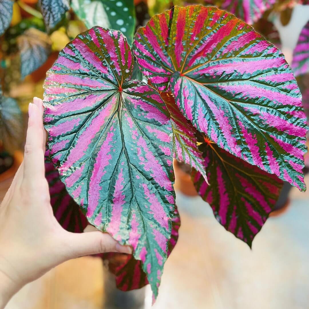 Begonia brevirimosa is a captivating species native to the rainforests of Papua New Guinea. This shrub-like begonia is renowned for its large, wing-shaped leaves that feature a unique pattern of metallic pink stripes on a dark green background. The vibrant foliage adds a touch of elegance to any indoor space, making it a favorite among plant enthusiasts.
