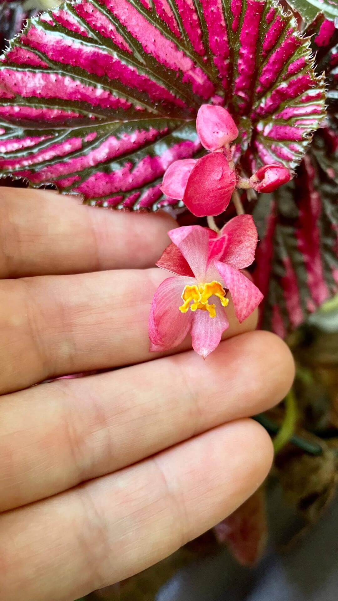 Begonia brevirimosa is a captivating species native to the rainforests of Papua New Guinea. This shrub-like begonia is renowned for its large, wing-shaped leaves that feature a unique pattern of metallic pink stripes on a dark green background. The vibrant foliage adds a touch of elegance to any indoor space, making it a favorite among plant enthusiasts.