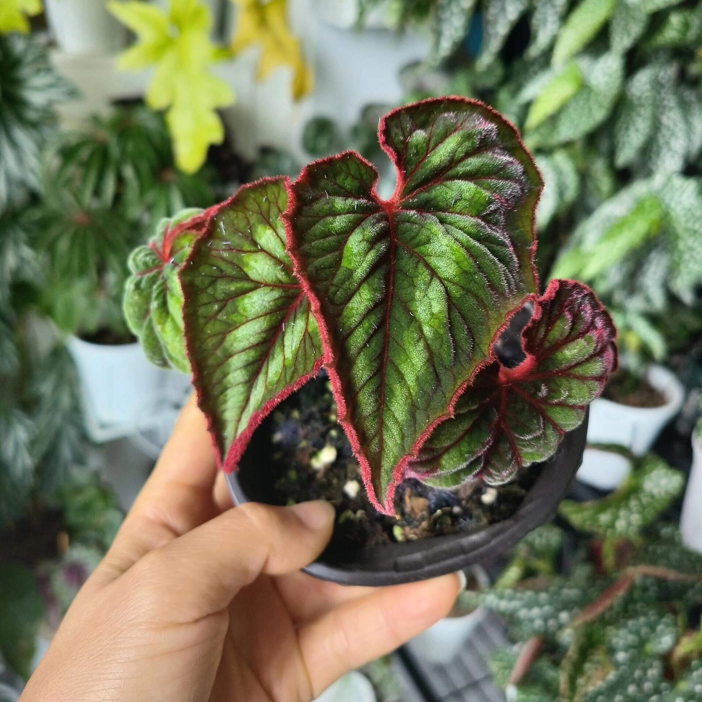 A stunning and unique addition to any plant collection, Begonia cathayana is a native species from the mountainous regions of China, specifically Guangxi and Yunnan. With its attractive foliage and eye-catching blooms, it’s perfect for plant enthusiasts looking for something special.