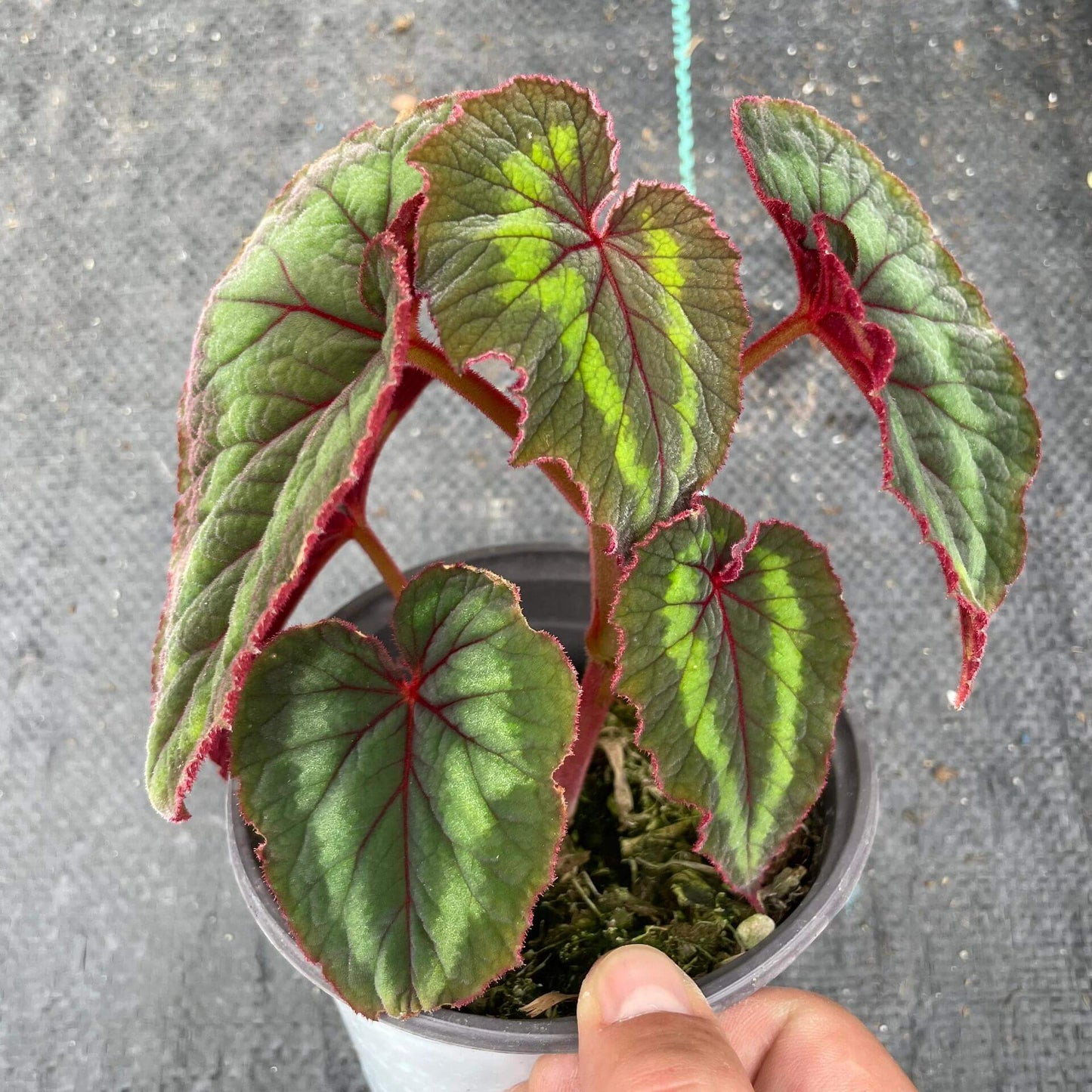 A stunning and unique addition to any plant collection, Begonia cathayana is a native species from the mountainous regions of China, specifically Guangxi and Yunnan. With its attractive foliage and eye-catching blooms, it’s perfect for plant enthusiasts looking for something special.