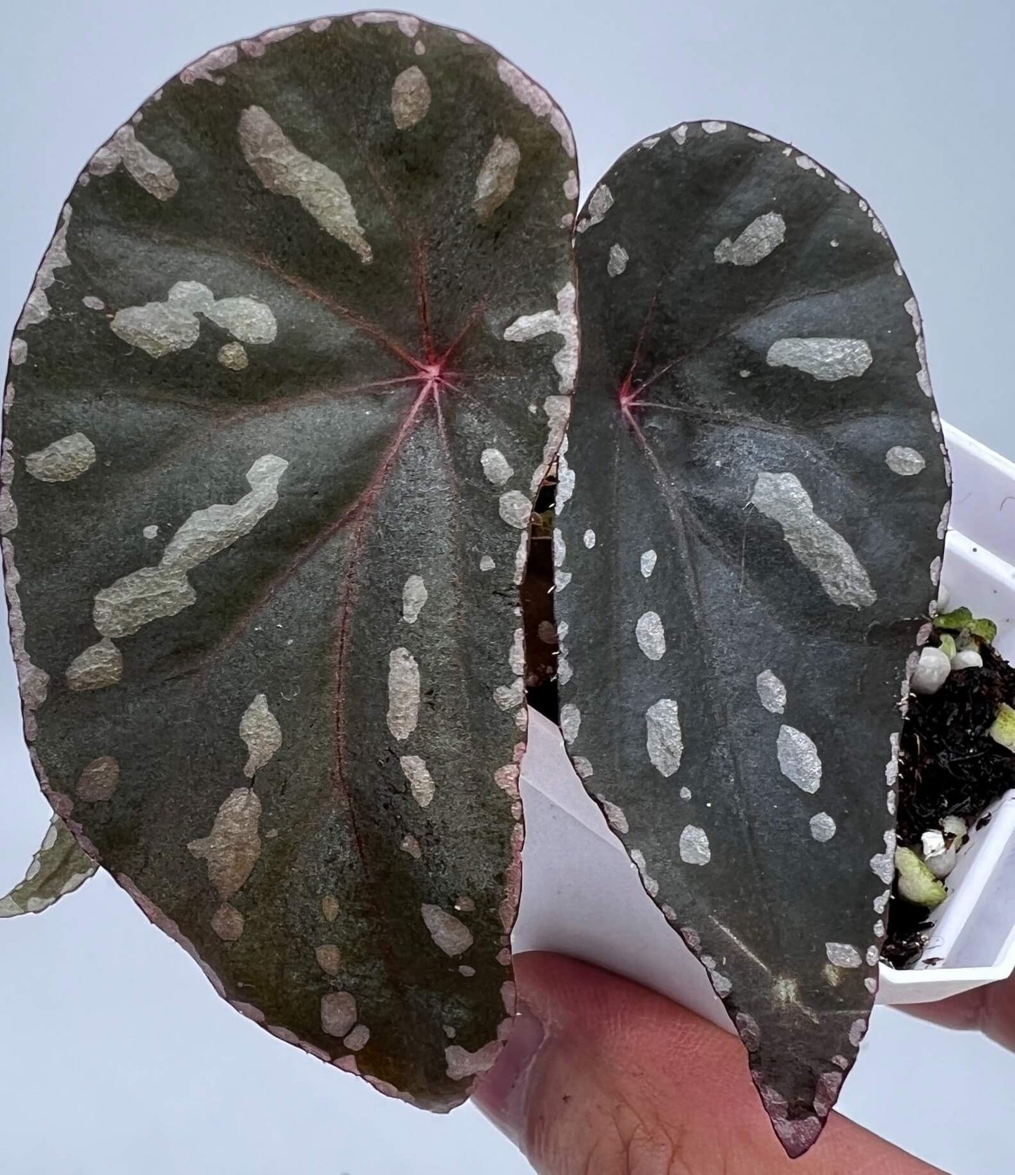 Begonia cf. baramensis is a striking plant known for its large, wide leaves and unique markings. The deep green background of the leaves is adorned with irregular white spots, creating a bold contrast that adds elegance and character to any space. The leaf edges are also surrounded by a delicate white border, enhancing its overall appearance. This plant is perfect for experienced plant enthusiasts who appreciate the challenge of nurturing rare and exotic species.