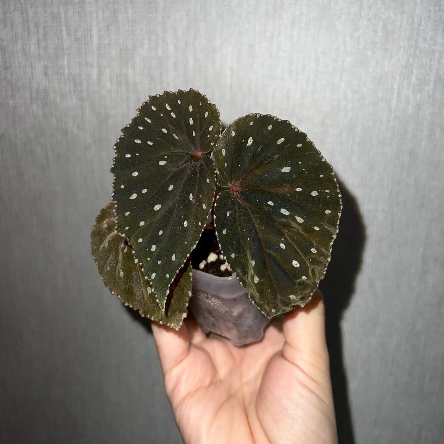 Begonia cf. erythrogyna is a stunning begonia species native to the Poring region in Kinabalu National Park, Sabah, Malaysia. Known for its deep black leaves adorned with white dots, this begonia is a visual marvel. Perfect for collectors, it thrives in high-humidity environments, making it an ideal addition to any plant collection. Due to its specific care needs, it is best suited for experienced plant enthusiasts.