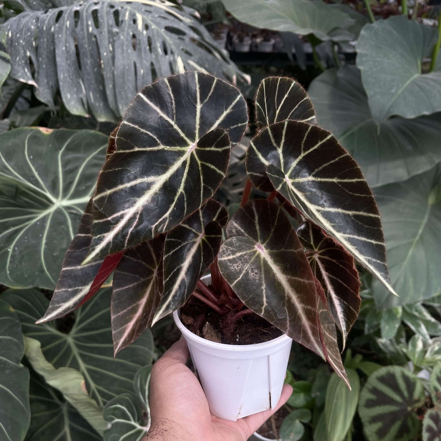 Begonia chingipengii is a stunning and rare species native to the Philippines, particularly found in provinces such as Nueva Ecija, Aurora, Batangas, and Palawan. This begonia is prized for its distinctive leaf coloration and compact growth, making it a perfect addition for both beginner and experienced plant enthusiasts. With its striking foliage and elegant flowers, Begonia chingipengii will add a touch of tropical beauty to your home or garden.