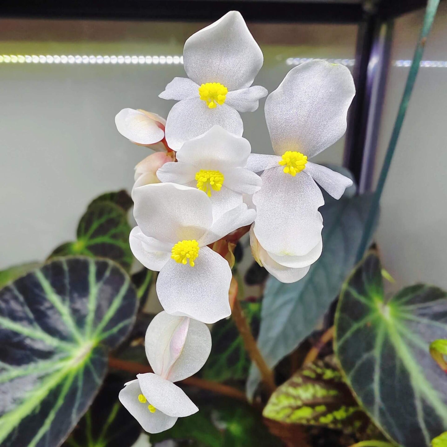 Begonia chingipengii is a stunning and rare species native to the Philippines, particularly found in provinces such as Nueva Ecija, Aurora, Batangas, and Palawan. This begonia is prized for its distinctive leaf coloration and compact growth, making it a perfect addition for both beginner and experienced plant enthusiasts. With its striking foliage and elegant flowers, Begonia chingipengii will add a touch of tropical beauty to your home or garden.