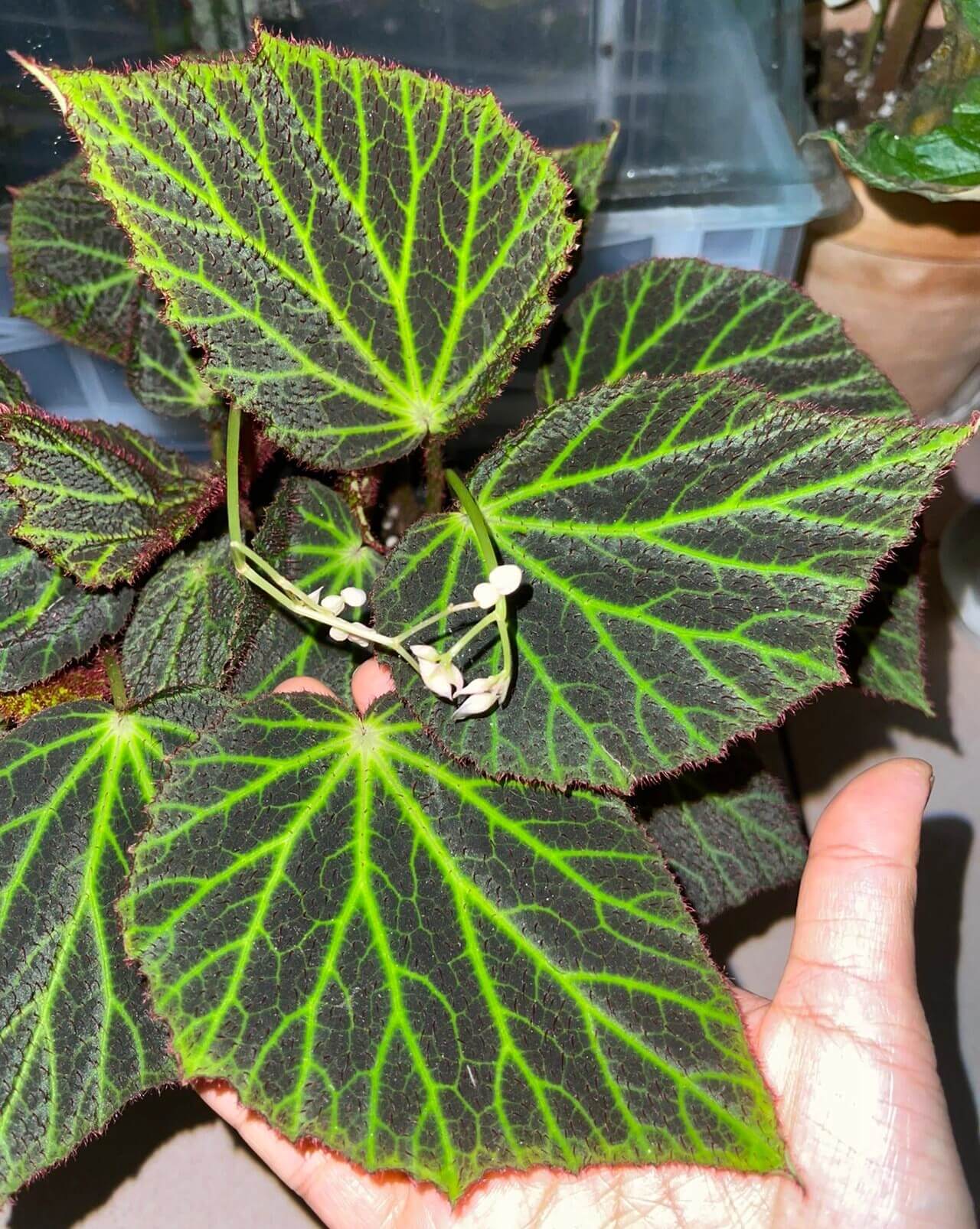 Begonia chloroneura is a rare and striking begonia species native to the Philippines. Known for its stunning diamond-shaped leaves, this plant features deep green foliage with bright lime green veins that create a beautiful contrast. The underside of the leaves is a rich red, and the edges are adorned with soft, fine hairs, enhancing its ornamental appeal.