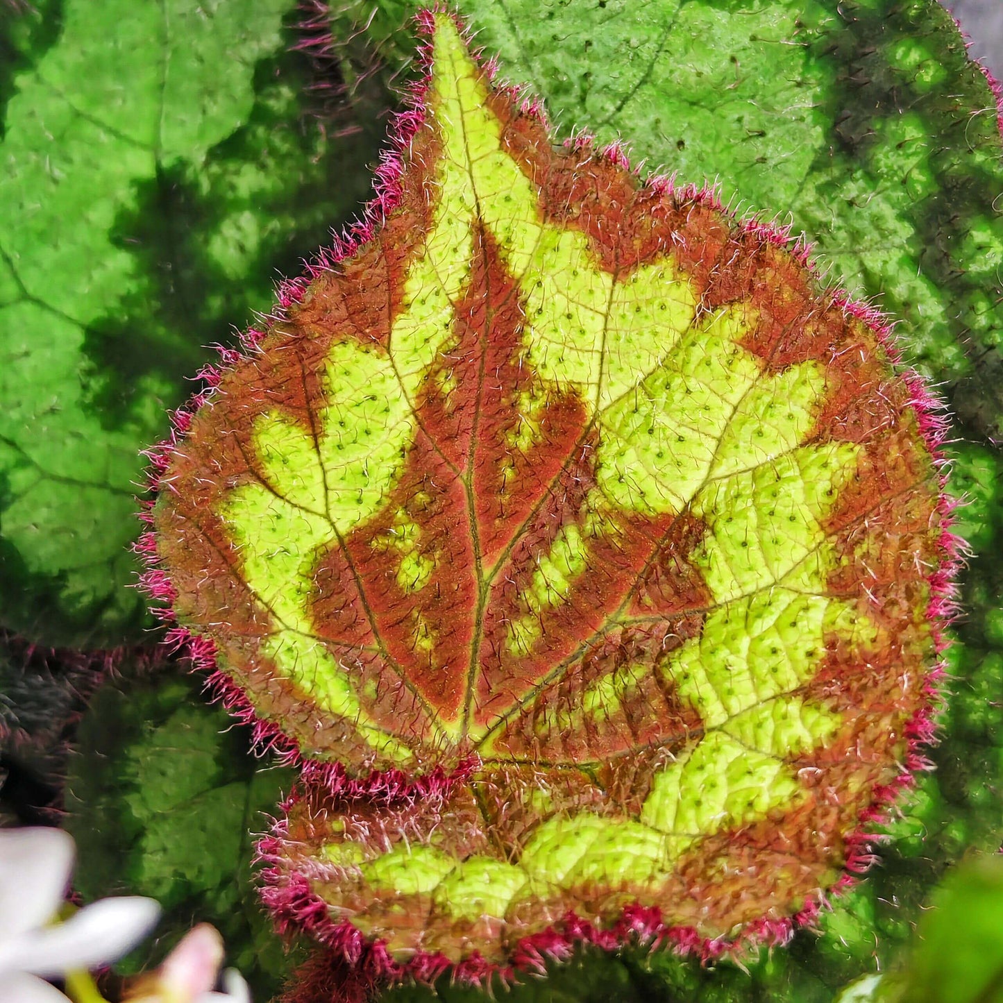 Begonia circularis is a rare and visually stunning begonia species native to the limestone mountains of Quang Binh Province, Vietnam. This begonia stands out with its deep green, circular leaves, which feature a distinctive light green pattern along the edges. The edges of the leaves are adorned with soft, fuzzy, pinkish-purple hairs, adding a unique texture to the plant. The underside of the leaves is a rich purple-red, creating a beautiful contrast with the top surface.