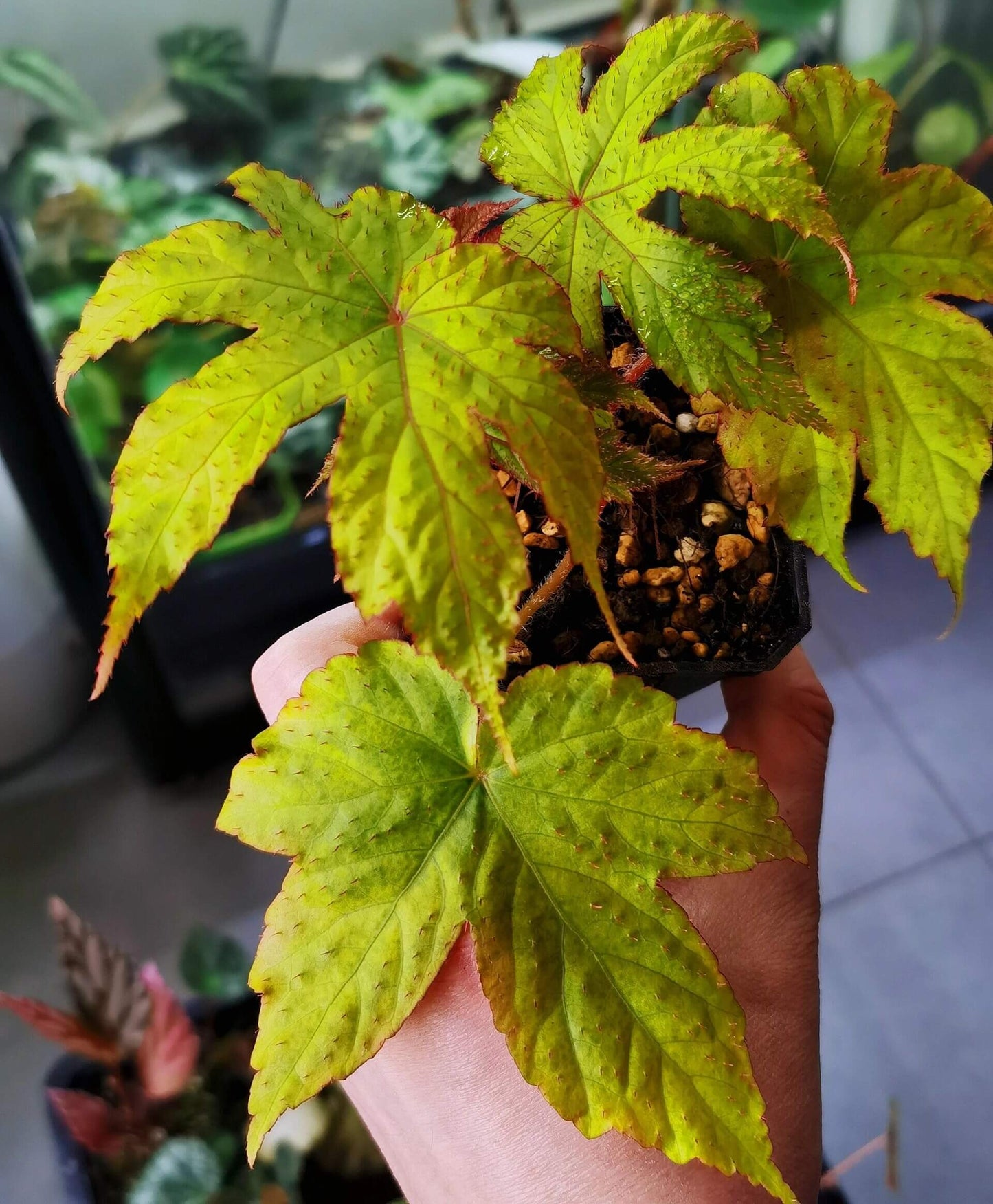 Begonia circumlobata Hance is a striking and unique begonia species, renowned for its irregularly lobed leaves and the fascinating red edges and spiny hairs on the leaf surface. Native to China, this begonia is a perfect addition for plant collectors looking for something extraordinary. The leaves feature a distinct, serrated edge with red-tinted borders and red spiny hairs covering the surface, adding texture and dimension to this beautiful plant.