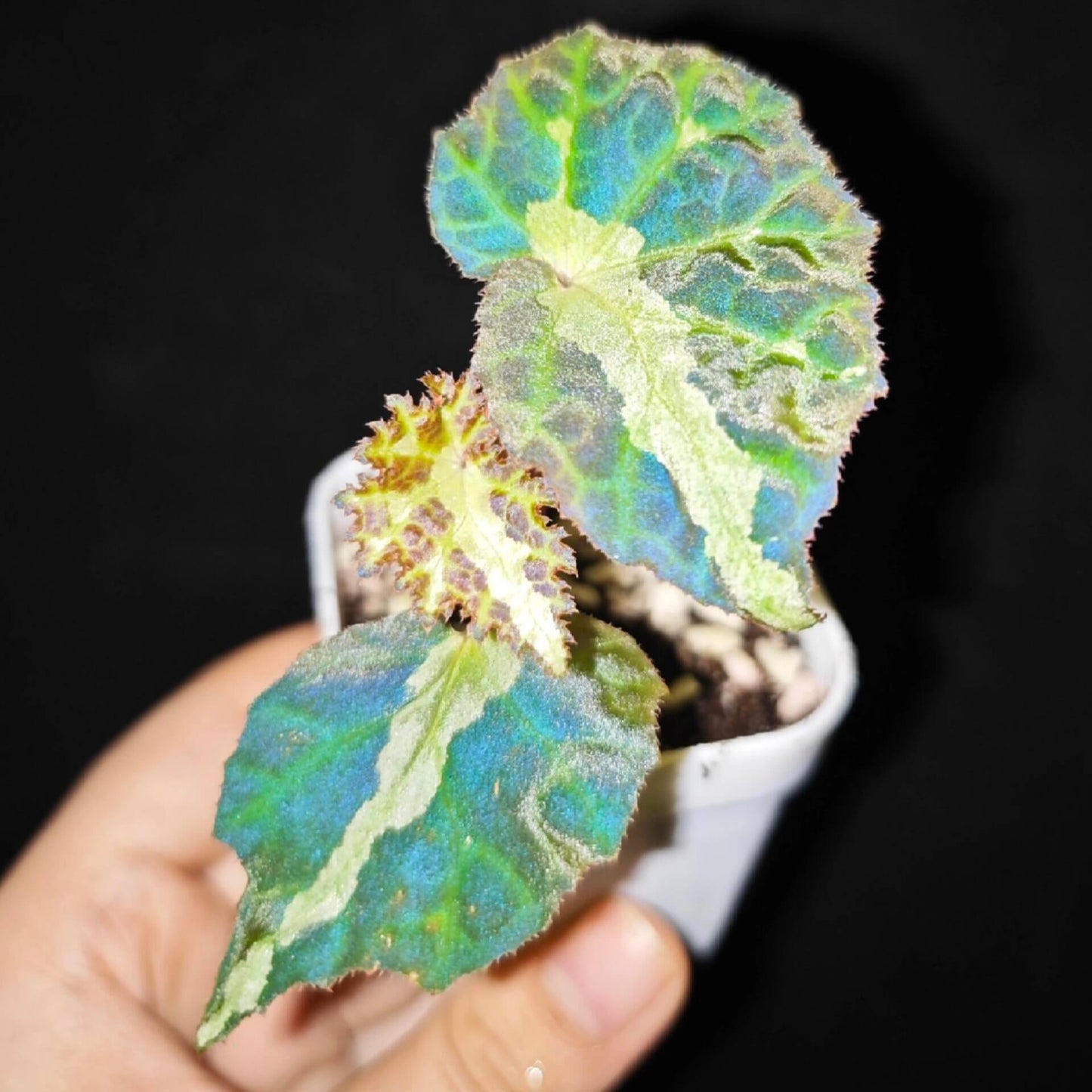 Begonia colorata (syn. bolsteri) is an exceptionally charming species endemic to the Philippines. In 2018, botanists re-examined the species and reassigned it to section Petermannia, a group that also includes notable species such as B. darthvaderiana, B. kapuashuluensis, B. amphioxus, and B. chlorosticta.