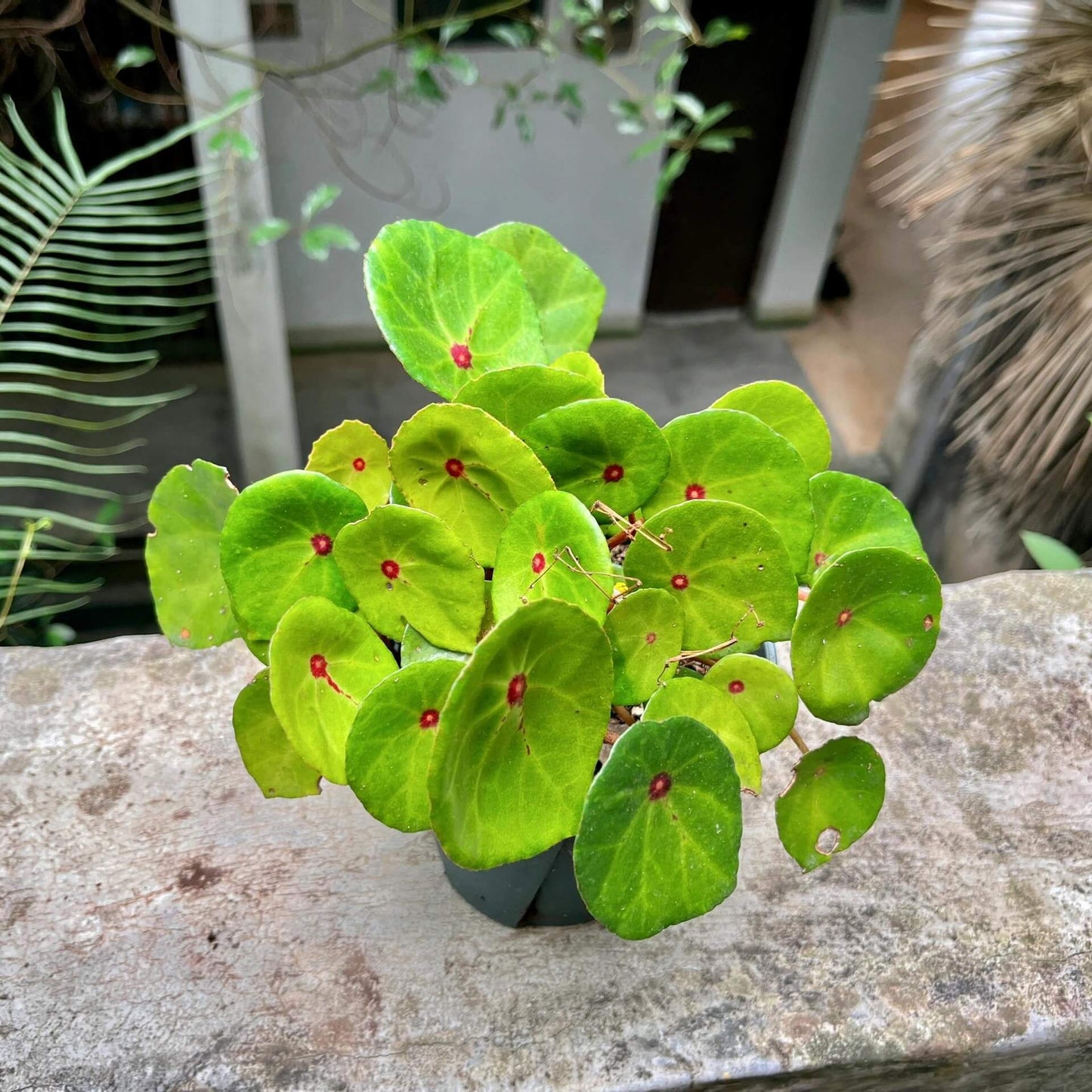Begonia conchifolia, commonly known as the Zip Begonia, is a distinctive species native to Central America, particularly Costa Rica and Panama. This Begonia is renowned for its unique, round, peltate leaves that resemble lily pads, each adorned with a striking red spot at the center where the petiole attaches. The plant occasionally produces delicate pink flowers, adding to its ornamental appeal.