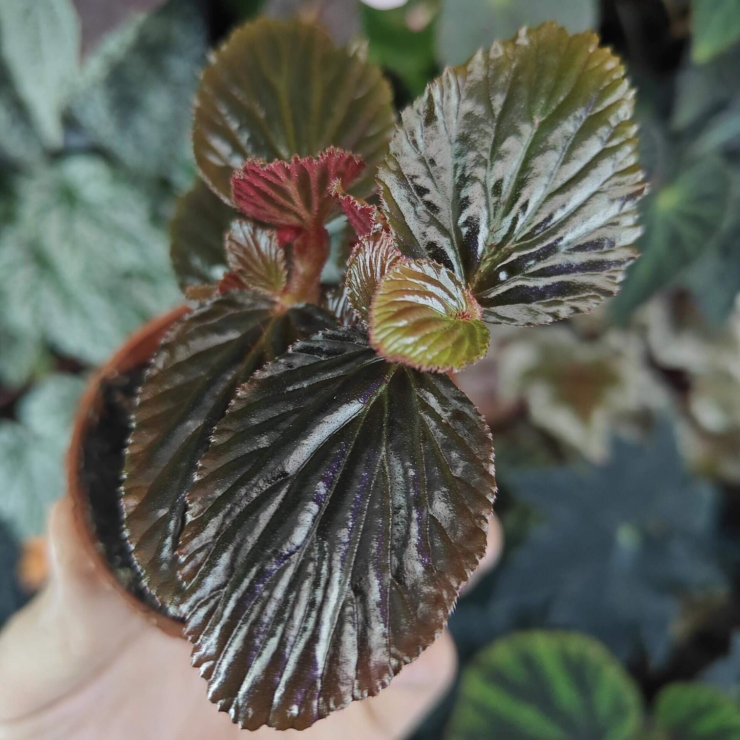 Begonia crockerensis is a rare and captivating begonia species native to the Crocker Range in Sabah, Malaysia. Known for its striking foliage and unique characteristics, this begonia variety is perfect for plant enthusiasts looking to add a touch of the exotic to their collection. With its dense reddish-brown glandular hairs and dark green leaves, it makes a beautiful addition to any indoor garden or terrarium.