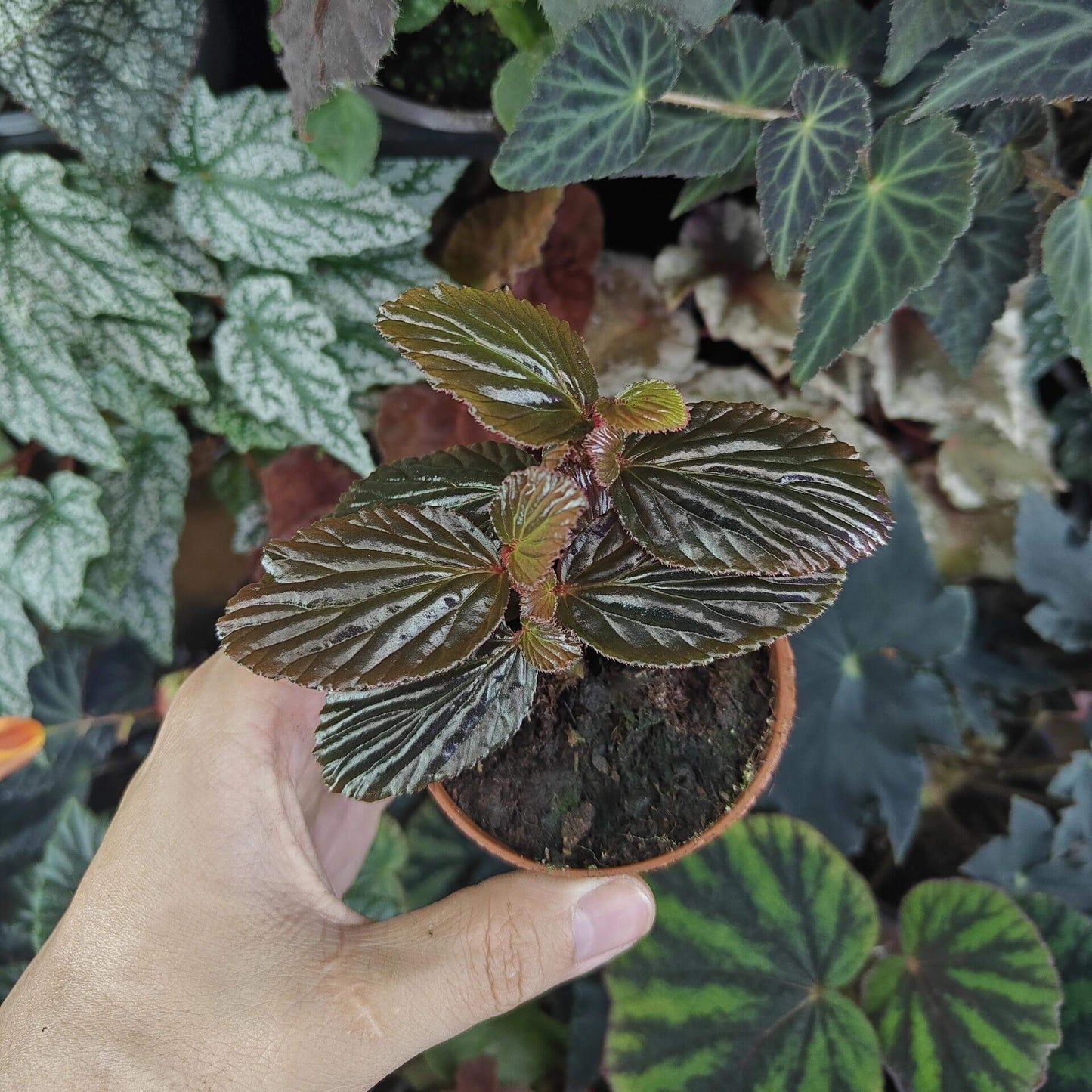 Begonia crockerensis is a rare and captivating begonia species native to the Crocker Range in Sabah, Malaysia. Known for its striking foliage and unique characteristics, this begonia variety is perfect for plant enthusiasts looking to add a touch of the exotic to their collection. With its dense reddish-brown glandular hairs and dark green leaves, it makes a beautiful addition to any indoor garden or terrarium.