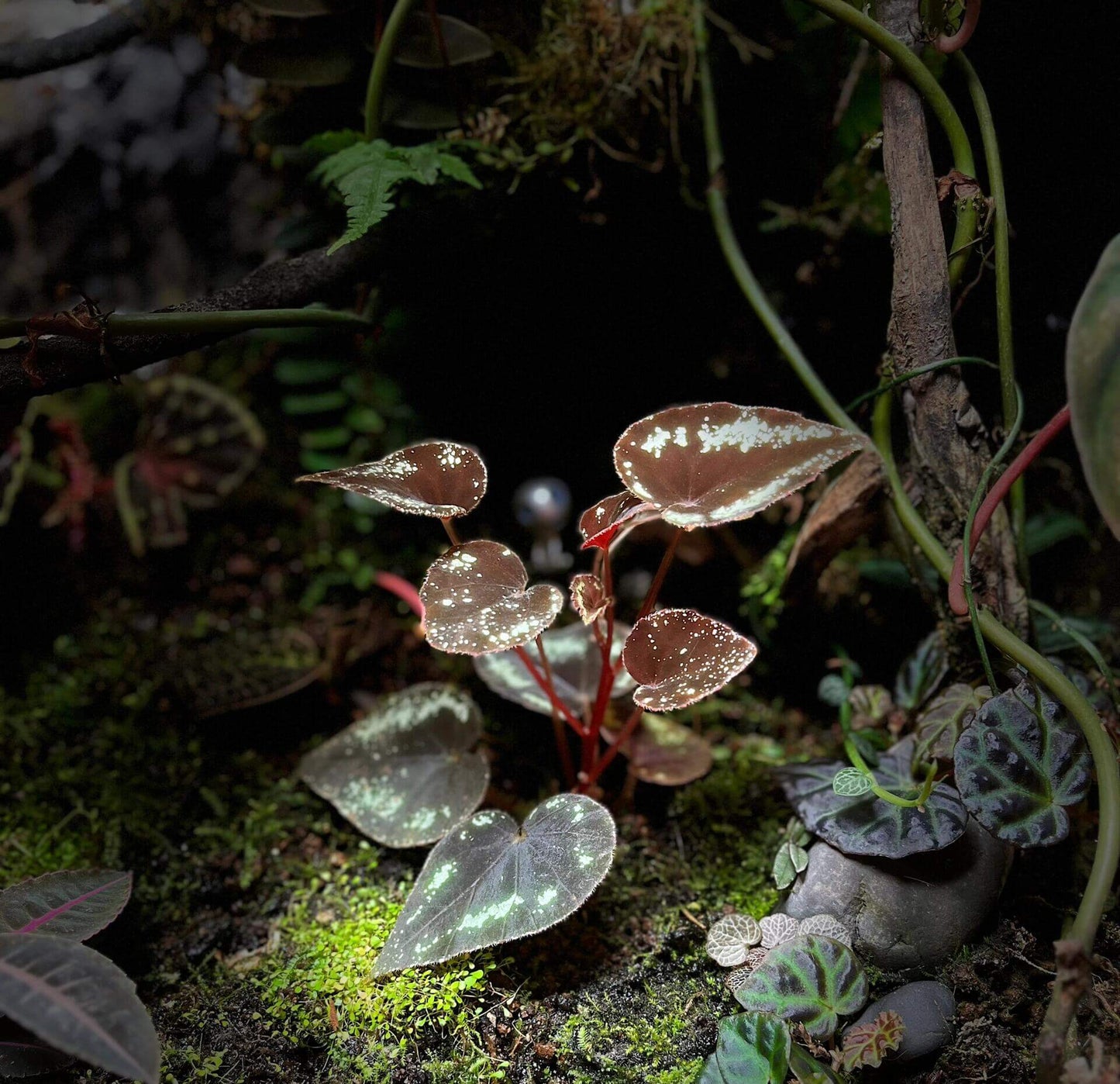Begonia curtisii is a stunning begonia native to the Panan region of Thailand, where it grows on limestone cliffs. Known for its distinctive leaf patterns and high humidity tolerance, this begonia is a perfect addition to any indoor garden. Its leaves are adorned with striking fluorescent spots that can appear in block shapes or as band-like stripes along the edges. These spots can sometimes form a starry pattern, especially on new leaves, which tend to have larger spots than older leaves.