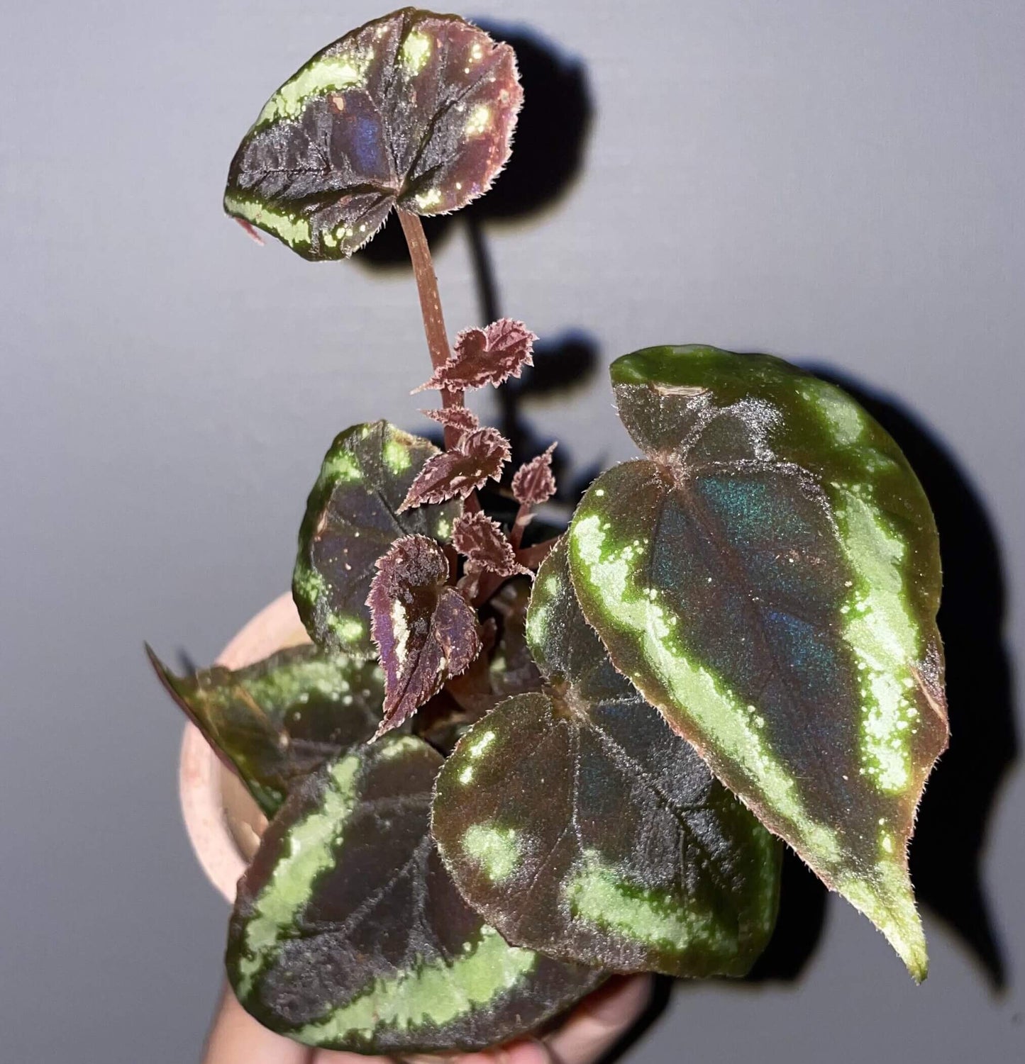 Begonia curtisii is a stunning begonia native to the Panan region of Thailand, where it grows on limestone cliffs. Known for its distinctive leaf patterns and high humidity tolerance, this begonia is a perfect addition to any indoor garden. Its leaves are adorned with striking fluorescent spots that can appear in block shapes or as band-like stripes along the edges. These spots can sometimes form a starry pattern, especially on new leaves, which tend to have larger spots than older leaves.