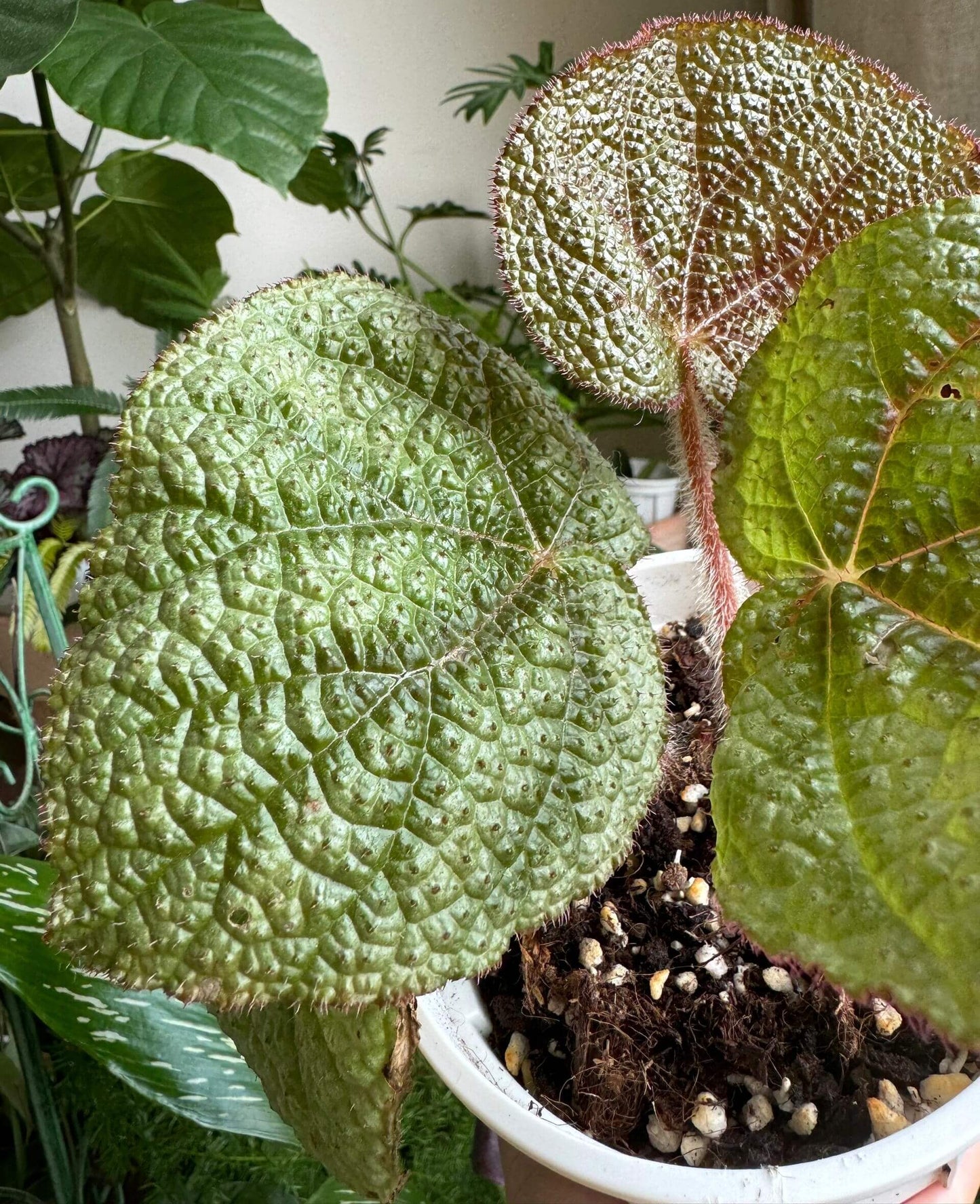 Begonia daweishanensis is a rare begonia species native to the Dawei Mountain region in southern China.
