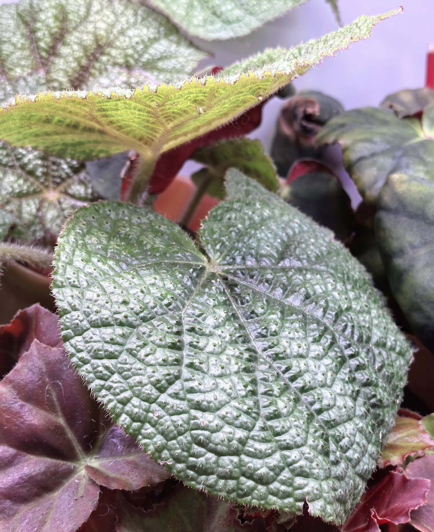 Begonia daweishanensis is a rare begonia species native to the Dawei Mountain region in southern China.