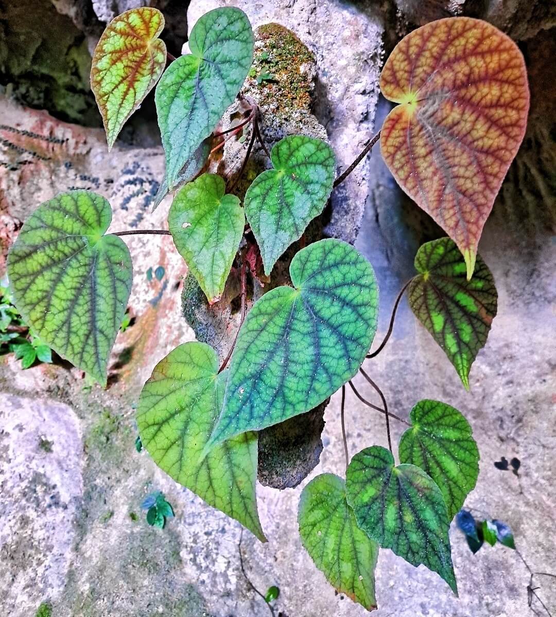 Begonia daxinensis is a rare begonia species native to the Daxin County region in Guangxi, China. First described in 1997 by scientist Tsue Chih Ku, this species is known for its unique habitat preferences, typically found in shaded, moist environments on rocky terrains. Due to its specialized growth conditions and limited distribution, Begonia daxinensis is a highly sought-after addition for serious plant collectors.