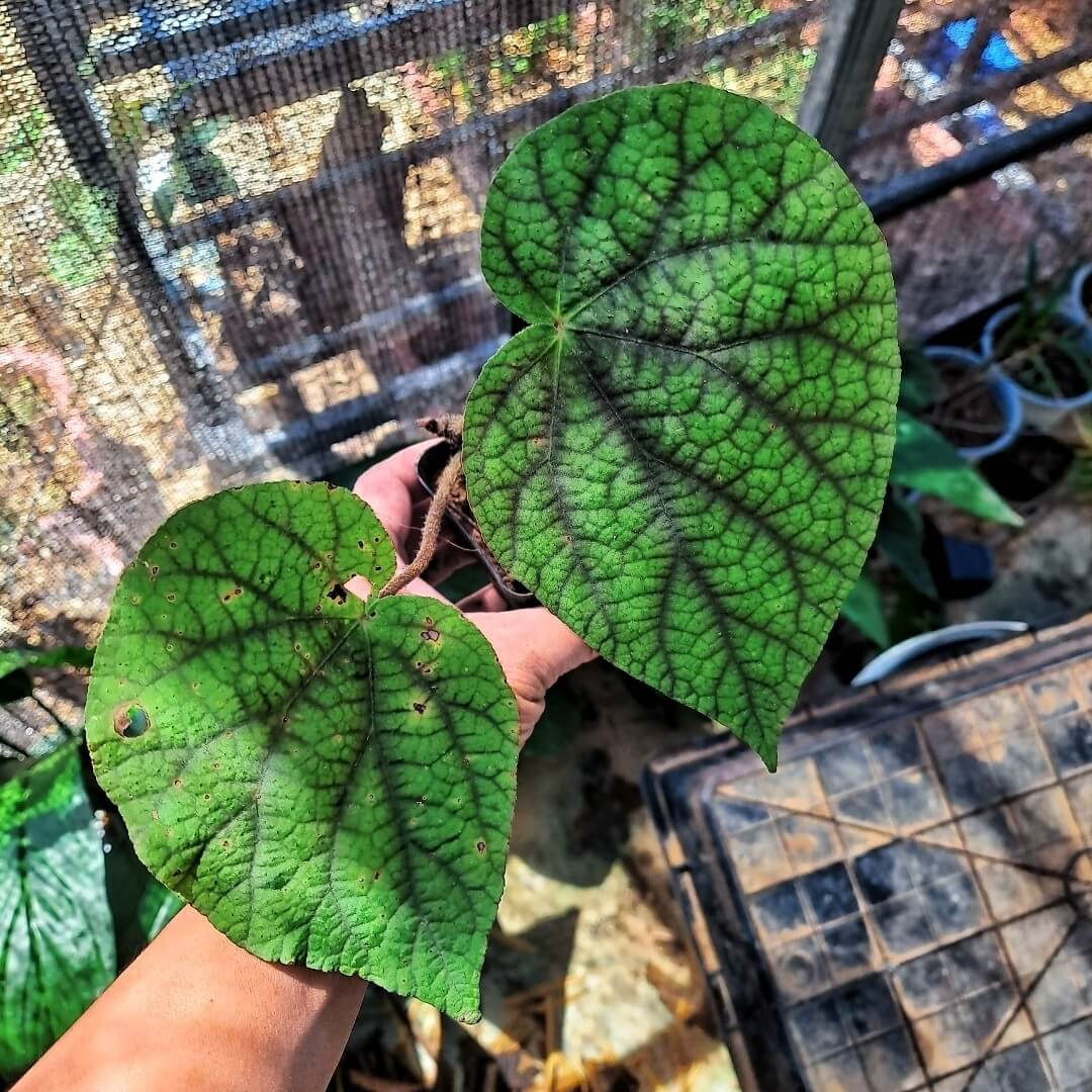 Begonia daxinensis is a rare begonia species native to the Daxin County region in Guangxi, China. First described in 1997 by scientist Tsue Chih Ku, this species is known for its unique habitat preferences, typically found in shaded, moist environments on rocky terrains. Due to its specialized growth conditions and limited distribution, Begonia daxinensis is a highly sought-after addition for serious plant collectors.