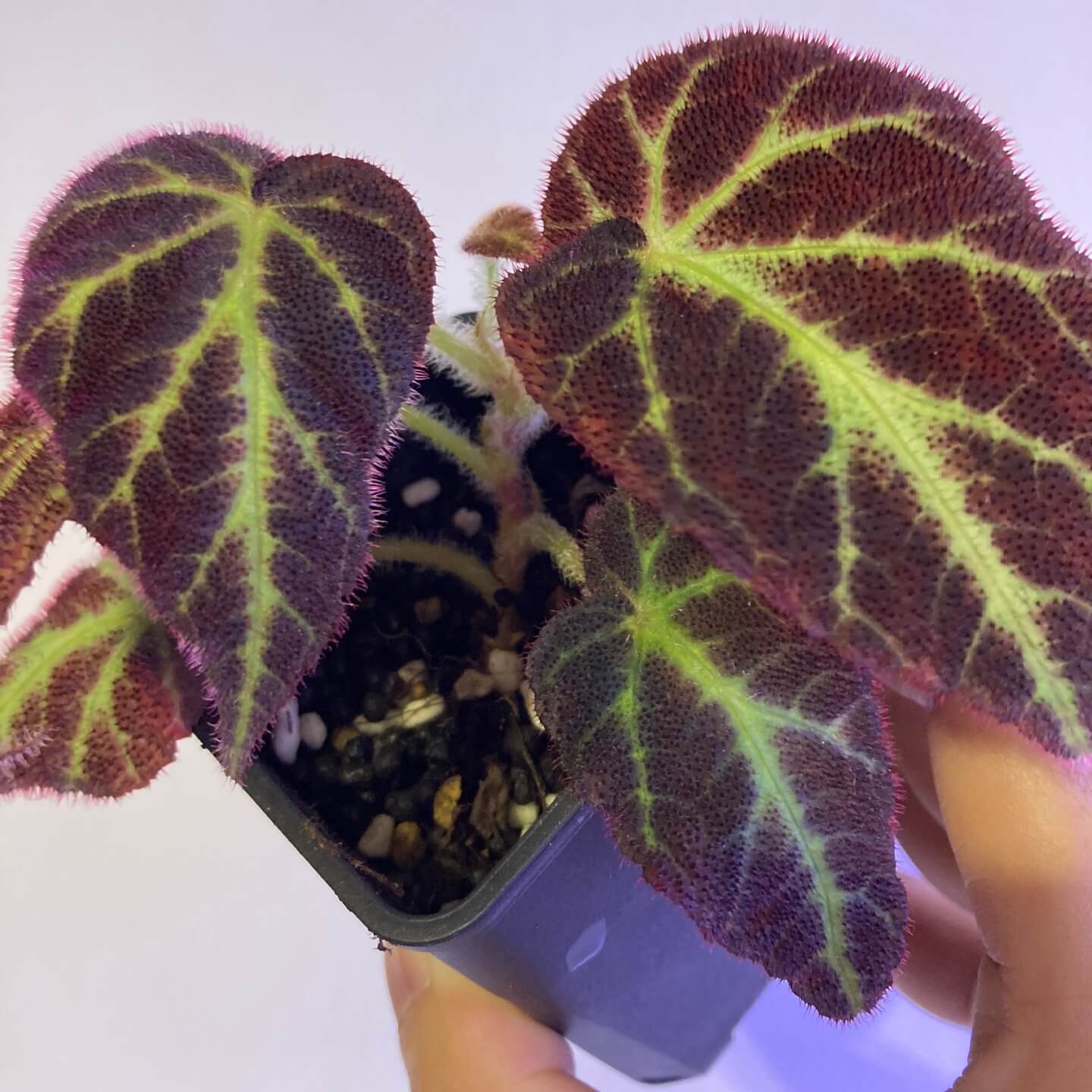 Begonia decora is a stunning plant native to Malaysia, often referred to as the "fuzzy begonia" due to the red, velvety hairs covering its leaves. Its deep green foliage is beautifully veined, and it features bright white flowers that bloom throughout the year. Perfect for plant enthusiasts, Begonia decora thrives in humid environments and adds a touch of elegance to any indoor space.