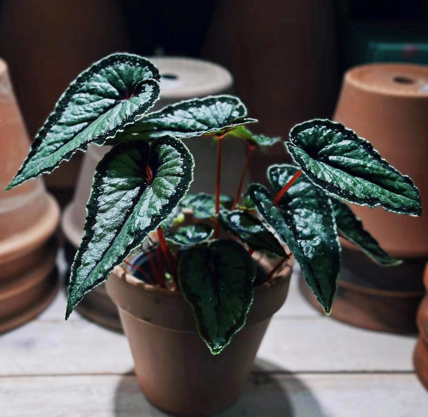 Begonia dinhdui is a rhizomatous species native to South Vietnam. The leaves are long and heart-shaped, with deep green coloration. They feature a wide black band around the leaf margin, as well as at the point where the petiole attaches and along the main vein in the center of the leaf.