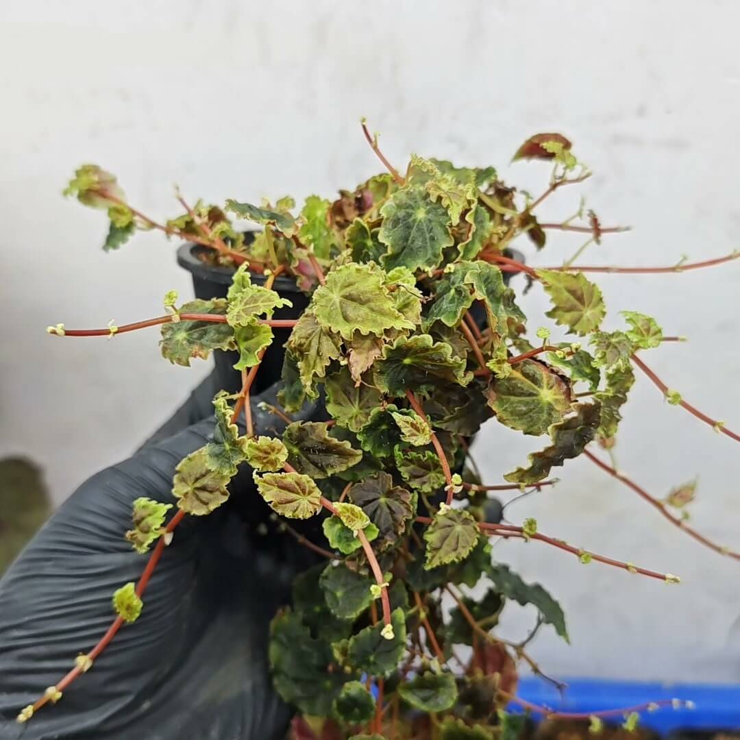 Begonia dodsonii is a rare and captivating species native to Ecuador, renowned for its unique foliage and delicate beauty. Belonging to the Gobenia section of begonias, this species is characterized by its dark green to maroon leaves, often exhibiting a slight iridescence. The leaves are adorned with fine hairs and scalloped edges, giving them a textured appearance. This begonia is a trailing plant, making it an excellent choice for terrariums or hanging planters.