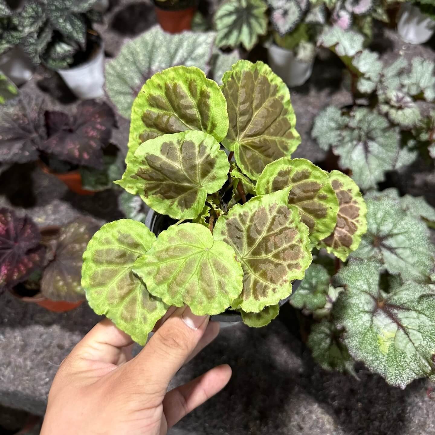 Begonia dongoranensis is a rare and unique begonia species native to the tropical regions of Sumatra, Indonesia. This begonia is highly valued for its striking leaf pattern, featuring a rich brown center surrounded by a vibrant green border. The glossy leaves have a textured, quilted appearance, creating an intriguing contrast of colors. This begonia is perfect for plant enthusiasts seeking a rare, ornamental addition to their collection.