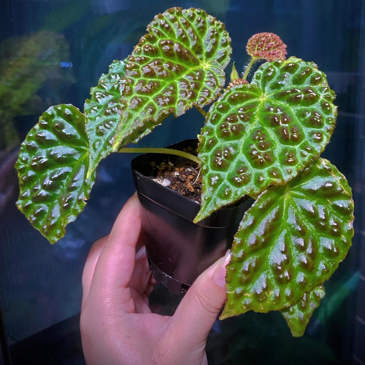 Begonia dracopelta is a unique and rare begonia species native to Indonesia, specifically Borneo. Known for its dramatic and textured foliage, this begonia is perfect for collectors looking for an exotic plant that stands out. With its dragon-like, bullate (puckered) leaves and striking color transitions, Begonia dracopelta will make a captivating addition to any plant collection.