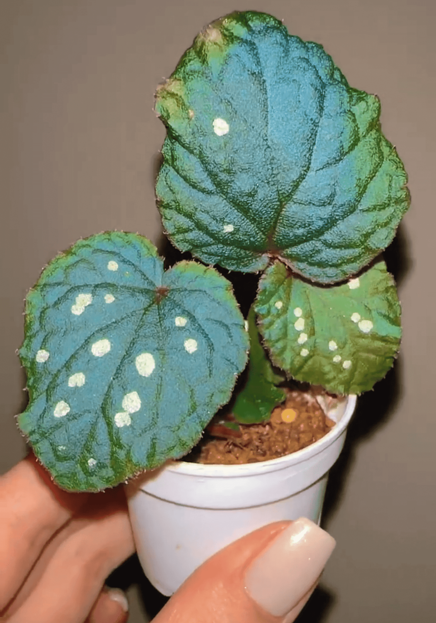 Begonia erectocarpa, also known as the Tuyen Quang begonia, is a rare and striking species native to Vietnam’s Tuyen Quang province. This begonia is renowned for its beautifully patterned leaves, which are dark green with prominent white spots. Under low-light conditions, the leaves transform into a soft blue hue, making it an even more captivating addition to your plant collection.