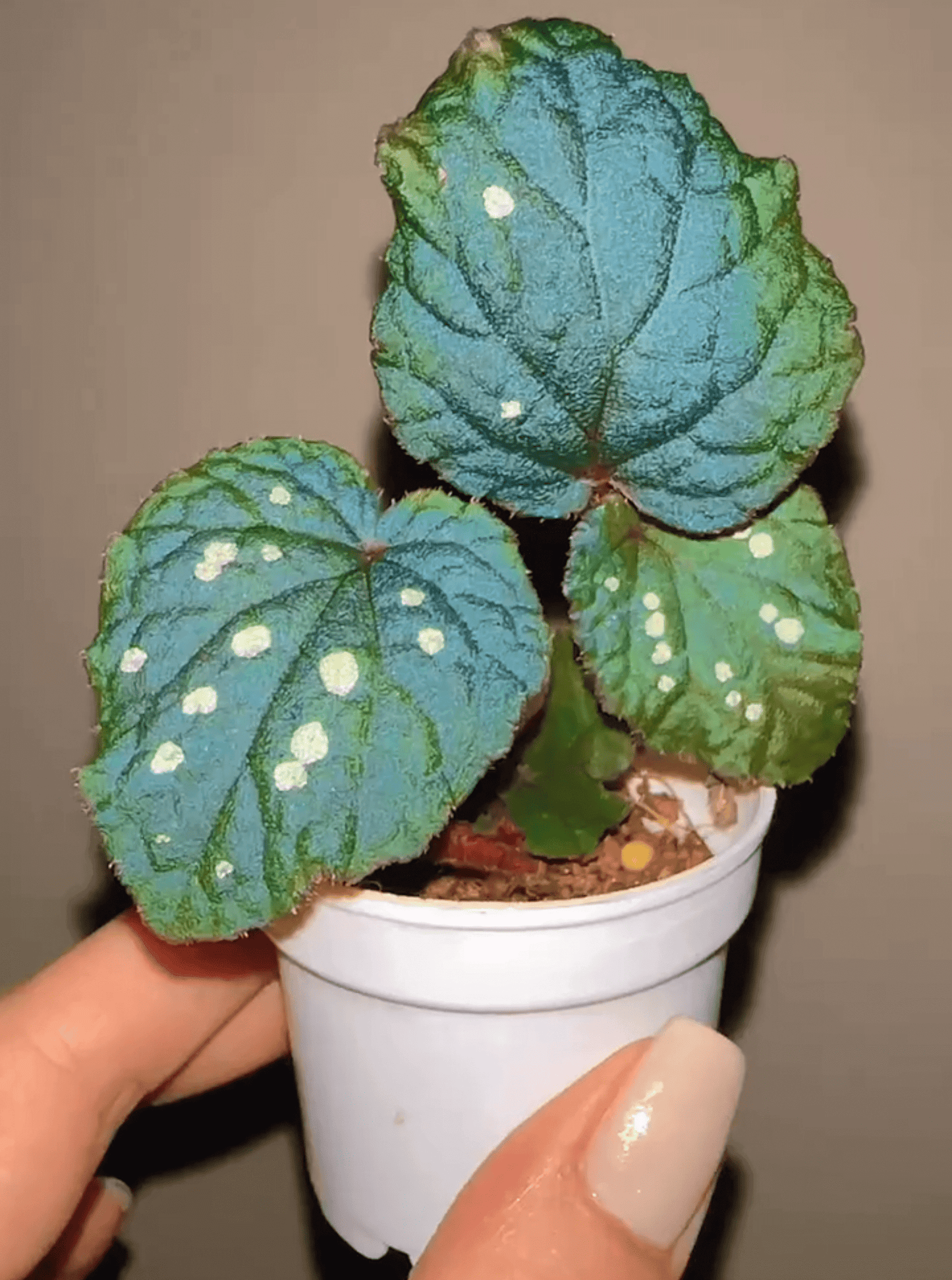 Begonia erectocarpa, also known as the Tuyen Quang begonia, is a rare and striking species native to Vietnam’s Tuyen Quang province. This begonia is renowned for its beautifully patterned leaves, which are dark green with prominent white spots. Under low-light conditions, the leaves transform into a soft blue hue, making it an even more captivating addition to your plant collection.