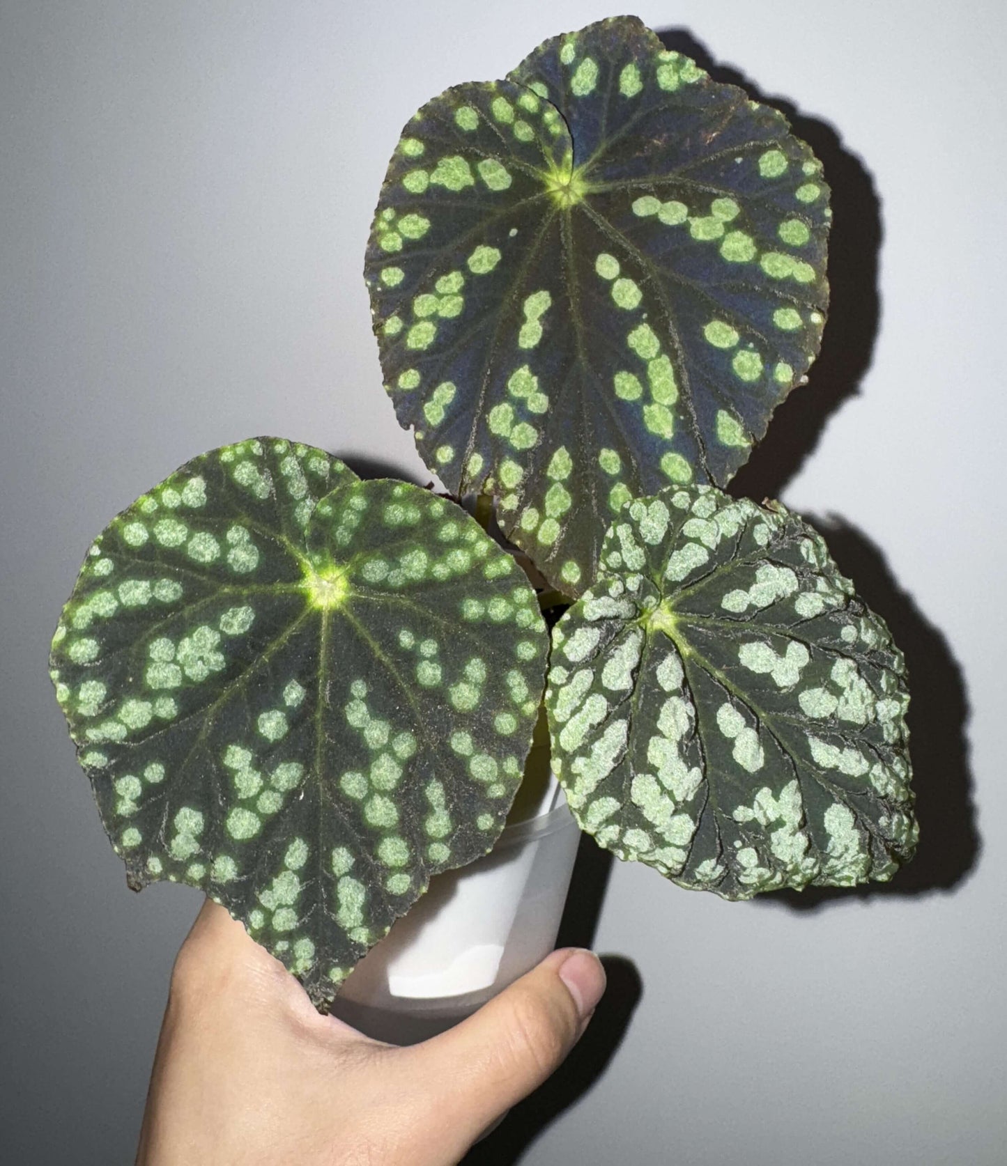 Begonia erythrofolia is a captivating and rare species native to the Wenshan region of Yunnan, China. Known for its striking leaf colors and texture, this begonia offers a dynamic visual experience, changing color based on environmental conditions. Its dramatic crimson undersides and elegant, ovate leaves make it a must-have for plant collectors and enthusiasts looking for something unique.