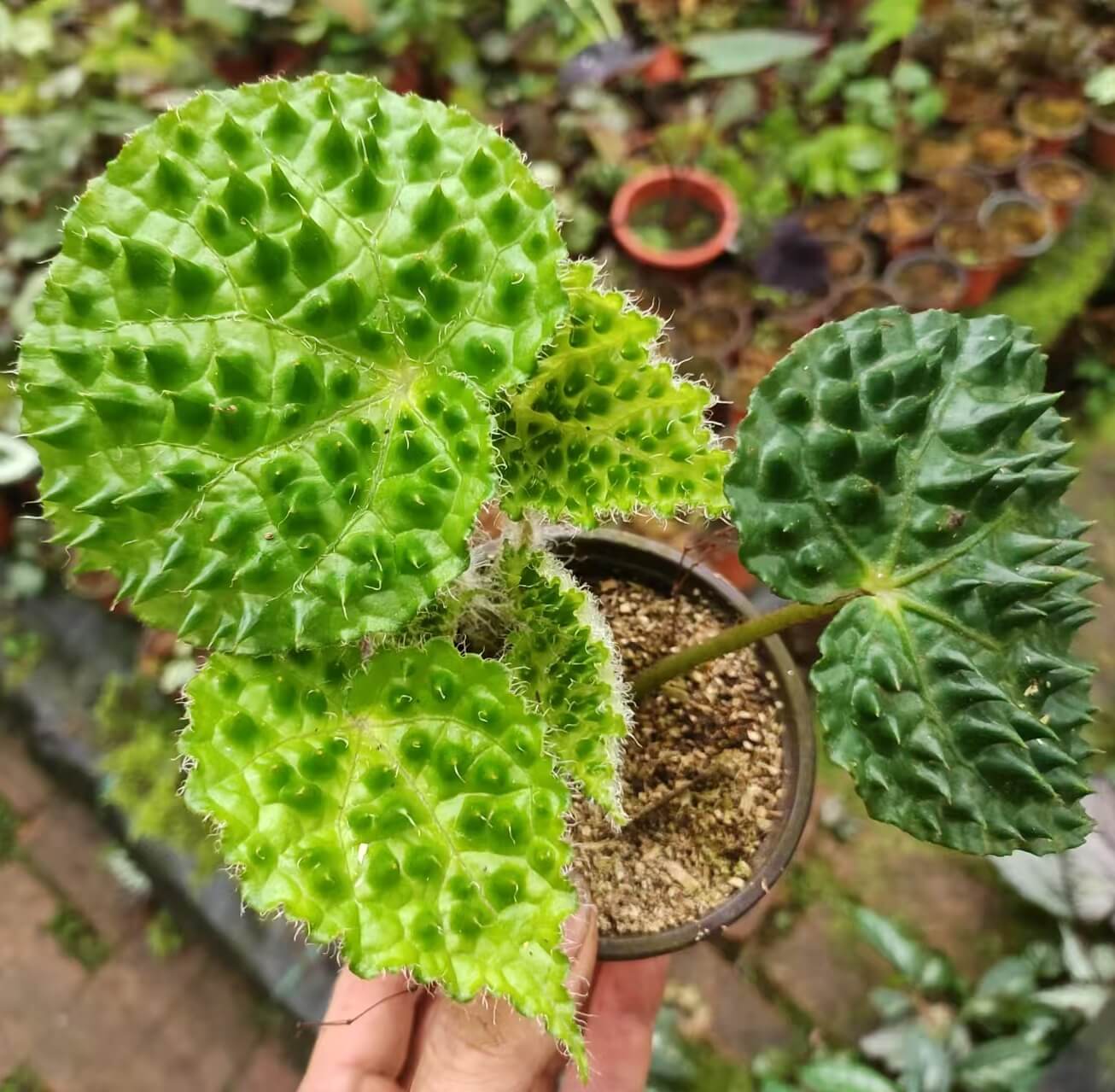 Begonia ferox Green Form is very similar to the well-known Begonia ferox, with the main difference being the color of the spines on its leaves. While both have striking foliage and a rugged appearance, the Green Form features soft green spines, in contrast to the typical red or brown spines of the regular Begonia ferox. This slight variation makes it a captivating addition to any collection, offering a gentler yet equally captivating look.