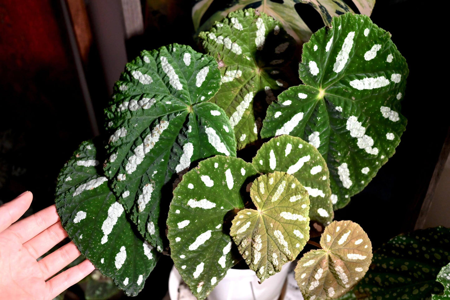 Begonia filiformis is a rare and fascinating Begonia species, native to the subtropical regions of Guangxi, China, and northern Vietnam. Known for its unique leaf patterns, featuring delicate white spots between the main veins, and its compact growth, this plant is perfect for collectors and those looking to add a distinctive touch to their indoor spaces.