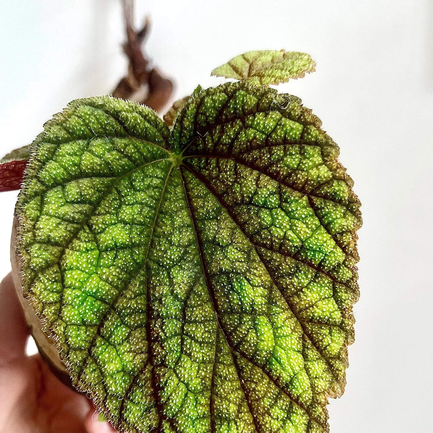 Begonia fimbristipula is a rare and visually captivating species native to the tropical forests of China. Often called the "Purple-Backed Begonia" due to its striking purple undersides, this plant is a must-have for collectors and enthusiasts. With its unique leaf structure, dark green upper surface, and beautiful purple underside, Begonia fimbristipula brings a touch of exotic beauty to any indoor garden.