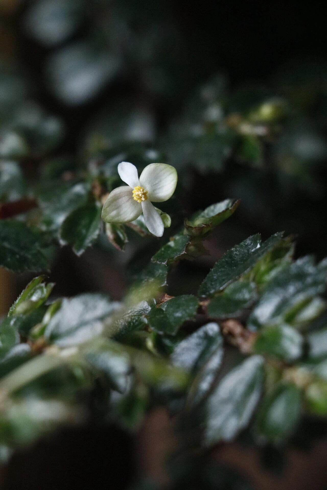 A delicate, miniature shrub-style begonia from Colombia and Venezuela, Begonia foliosa features arching, succulent red stems clad in glossy, tiny serrated leaves and adorned with charming white or pink blooms. Perfect for terrariums, vivariums, or hanging displays, it thrives in bright, indirect light and high humidity (60–90%).
