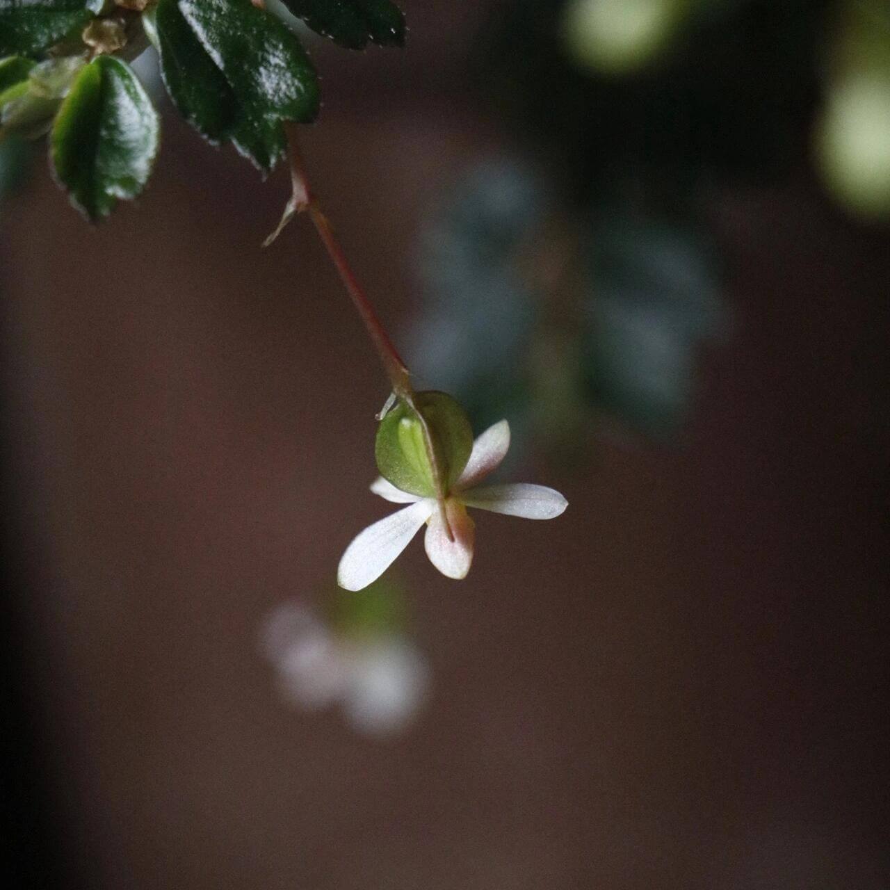 A delicate, miniature shrub-style begonia from Colombia and Venezuela, Begonia foliosa features arching, succulent red stems clad in glossy, tiny serrated leaves and adorned with charming white or pink blooms. Perfect for terrariums, vivariums, or hanging displays, it thrives in bright, indirect light and high humidity (60–90%).