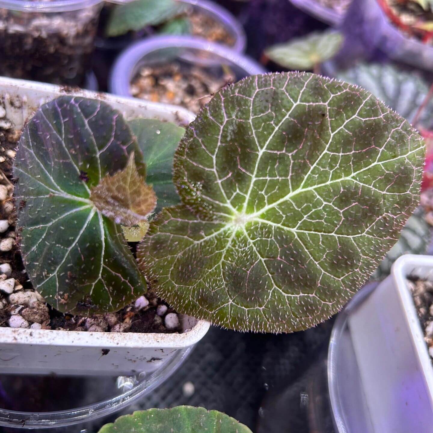 Begonia fulgurata is a rare and stunning tuberous begonia species native to the northern regions of Thailand, particularly Chiang Mai. First described in 2017, it belongs to the Diploclinium section of the Begoniaceae family. This begonia is known for its uniquely striking leaves, featuring maroon patches and fine silvery-white veins that resemble lightning patterns—truly a visual masterpiece for plant lovers.