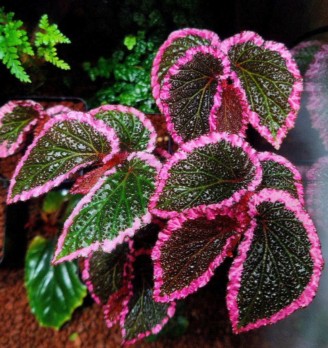 Begonia fulvovillosa is a unique and captivating Begonia species, native to New Guinea. Known for its distinctive foliage with vibrant pink edges, this plant adds a touch of elegance and beauty to any collection.