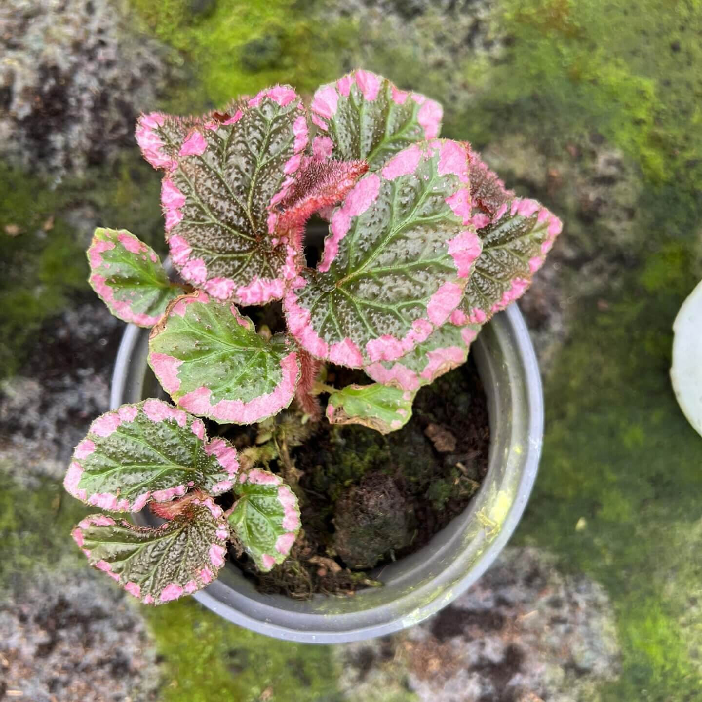 Begonia fulvovillosa is a unique and captivating Begonia species, native to New Guinea. Known for its distinctive foliage with vibrant pink edges, this plant adds a touch of elegance and beauty to any collection.