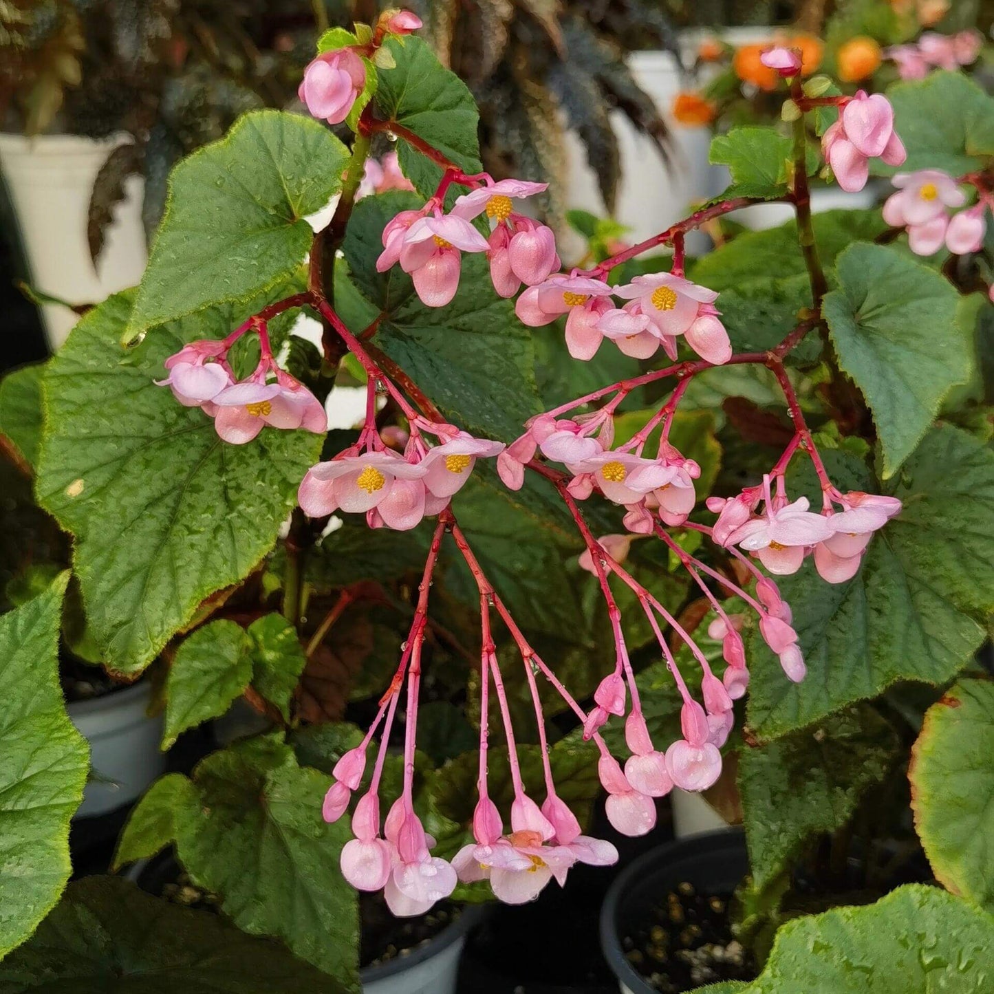 Begonia grandis subsp. sinensis is a hardy perennial herb native to China, known for its stunning foliage and beautiful flowers. It thrives in shady, humid environments, making it an ideal choice for gardens and indoor spaces. This variety is commonly found in the wild, growing in forests, valleys, and rocky areas at altitudes ranging from 300m to 2900m.